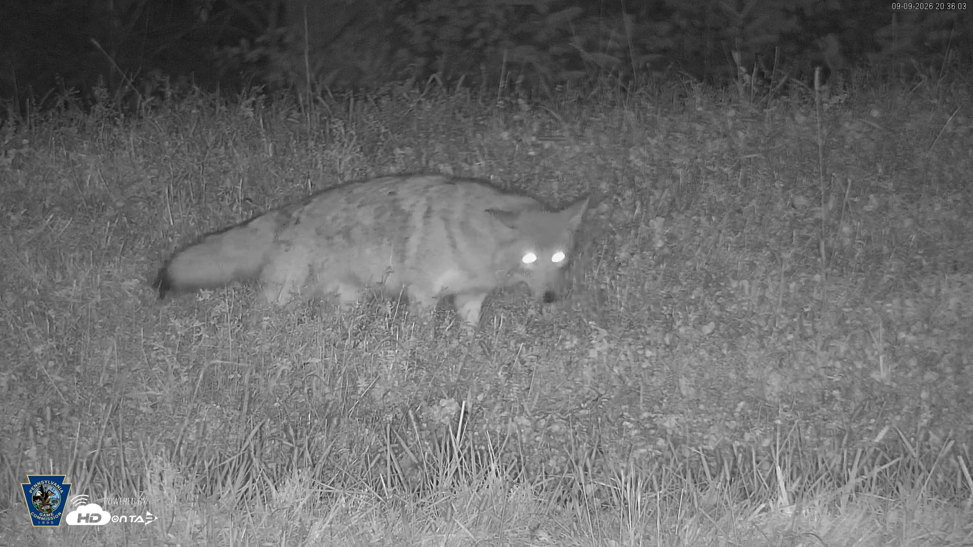 Snapshot of Pennsylvania Elk Live Webcam taken Sep 9, 2026, 8:37pm EDT