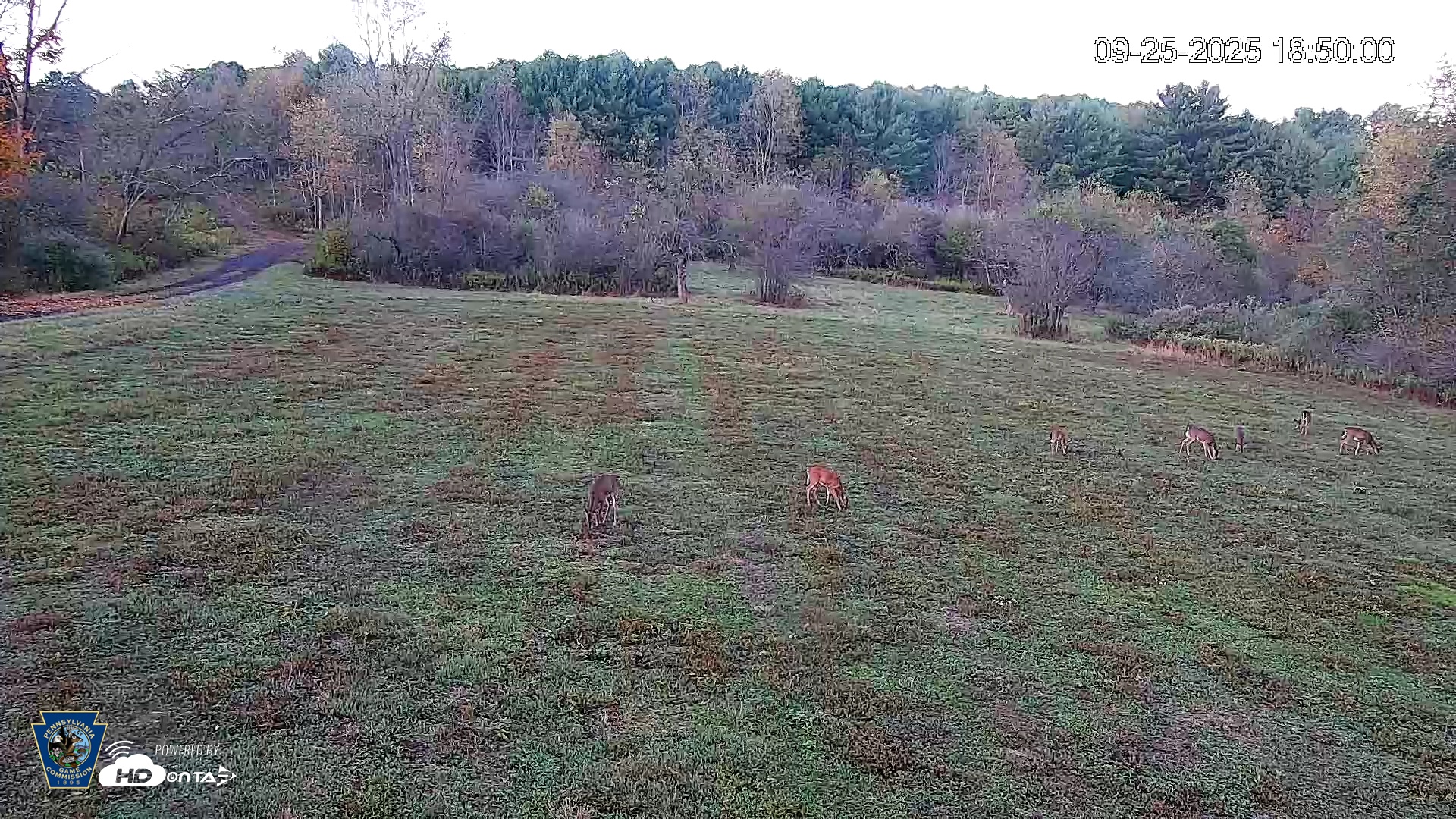 Snapshot of Pennsylvania Elk Live Webcam taken Sep 25, 2025, 6:51pm EDT
