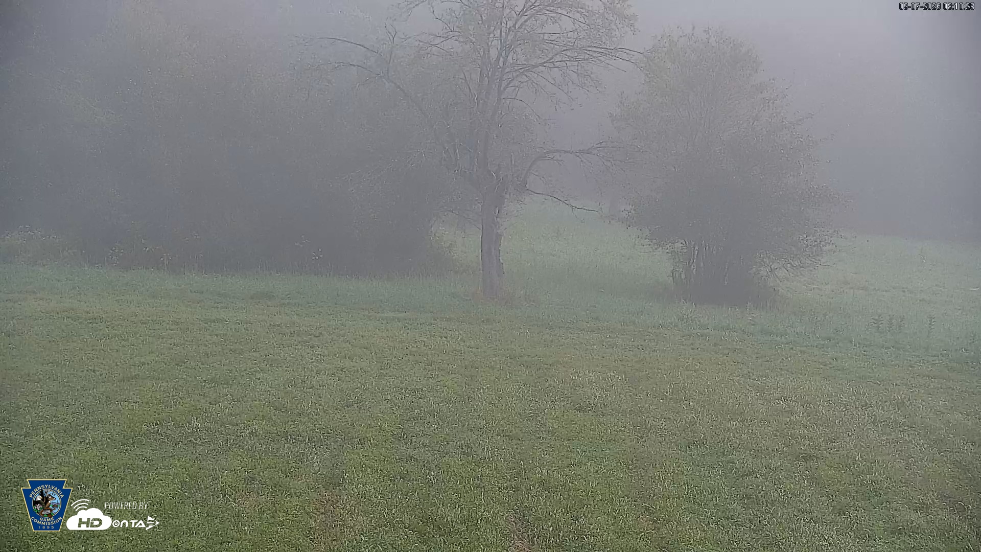 Snapshot of Pennsylvania Elk Live Webcam taken Sep 7, 2026, 8:11am EDT