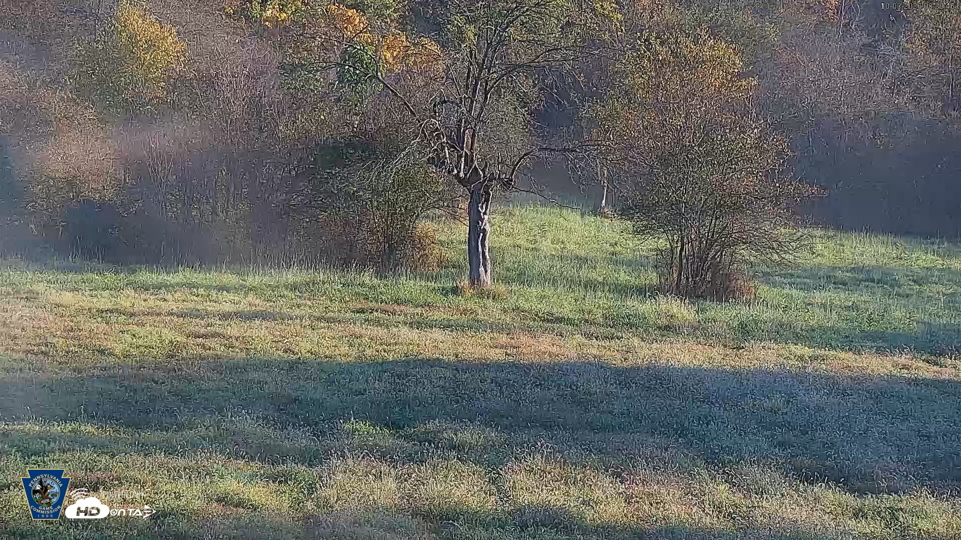 Snapshot of Pennsylvania Elk Live Webcam taken Oct 3, 2026, 8:21am EDT