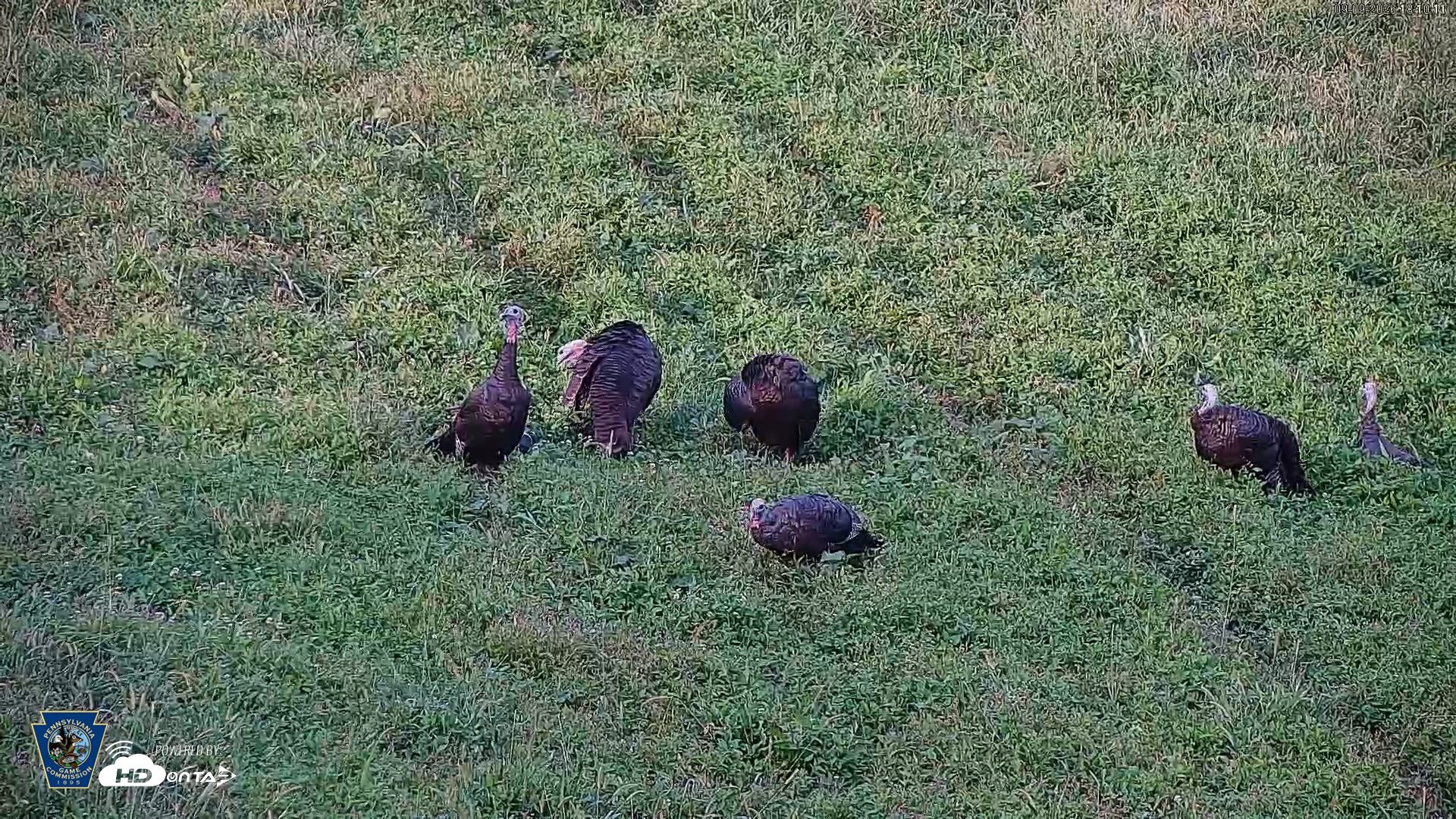 Snapshot of Pennsylvania Elk Live Webcam taken Sep 9, 2026, 6:11pm EDT