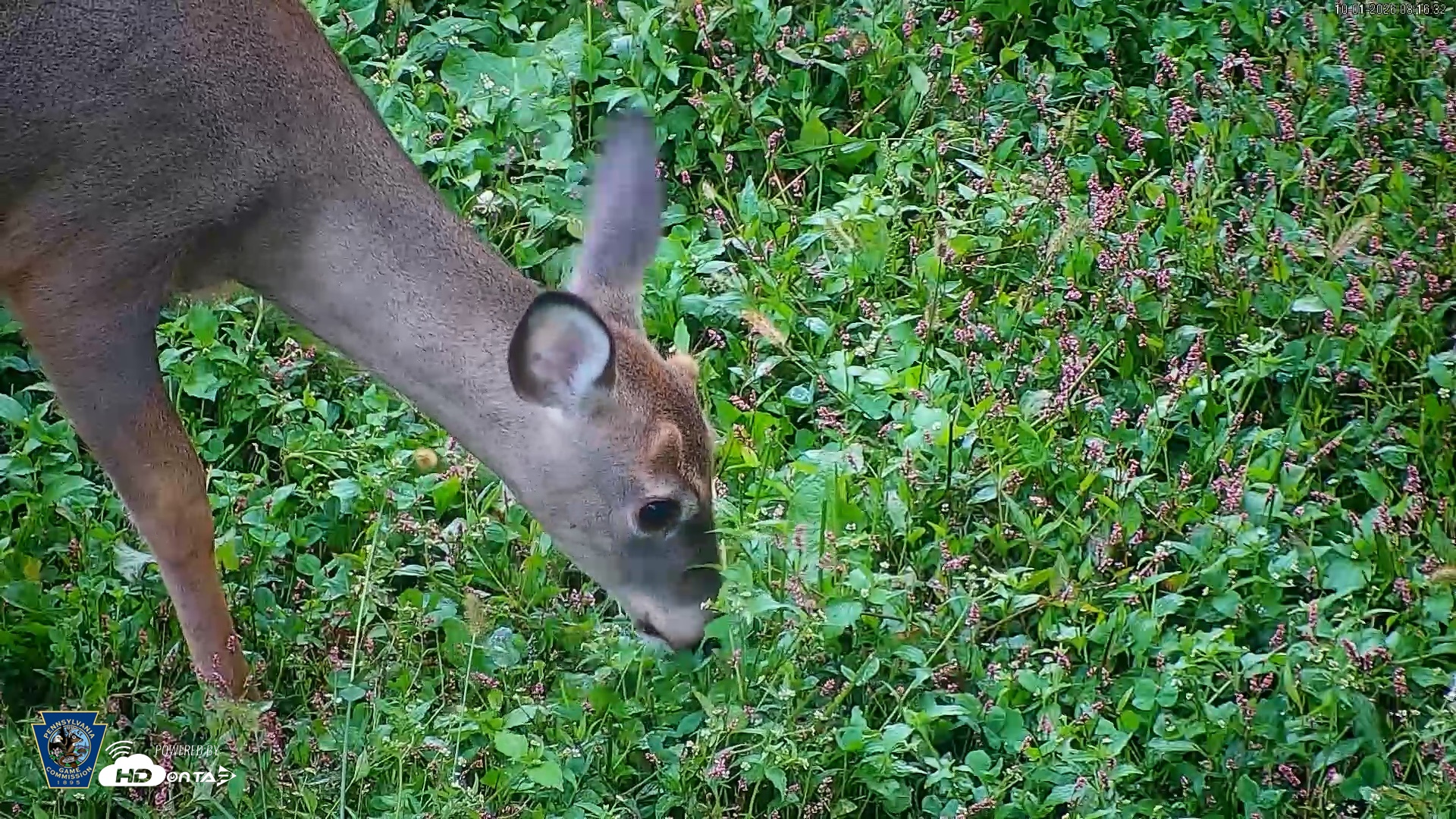 Snapshot of Pennsylvania Elk Live Webcam taken Oct 1, 2026, 8:17am EDT