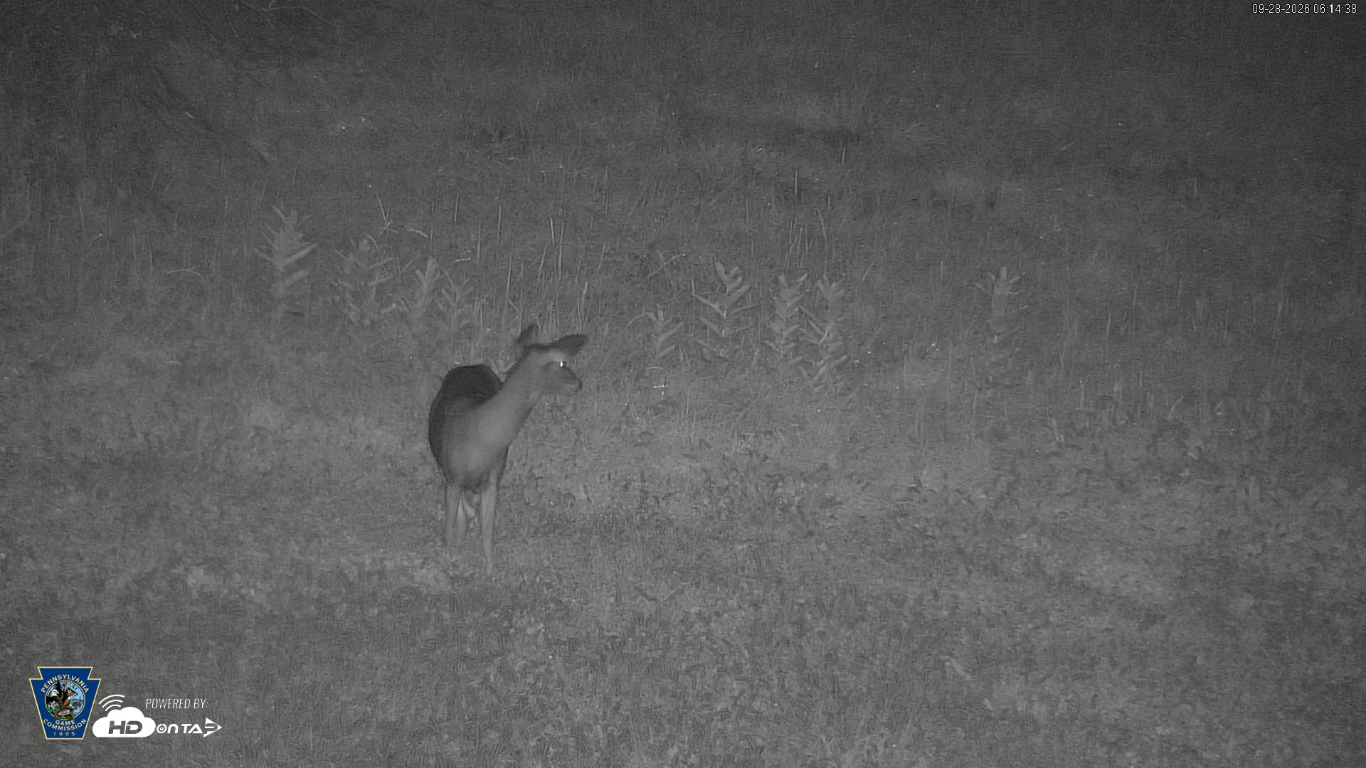 Snapshot of Pennsylvania Elk Live Webcam taken Sep 28, 2026, 6:15am EDT