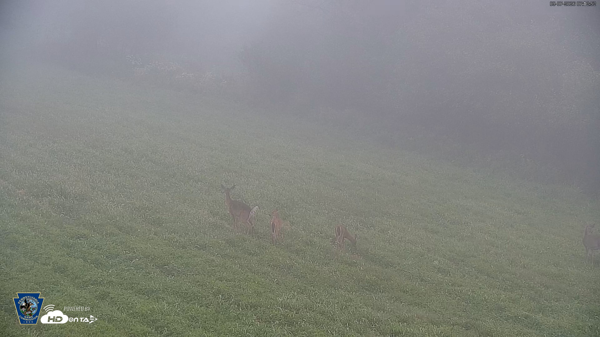 Snapshot of Pennsylvania Elk Live Webcam taken Sep 7, 2026, 7:13am EDT
