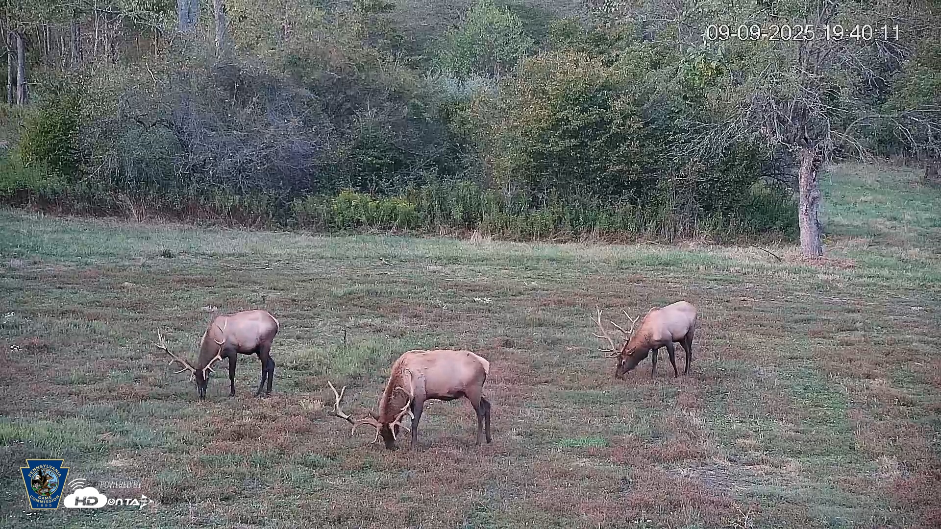 Snapshot of Pennsylvania Elk Live Webcam taken Sep 9, 2025, 7:41pm EDT