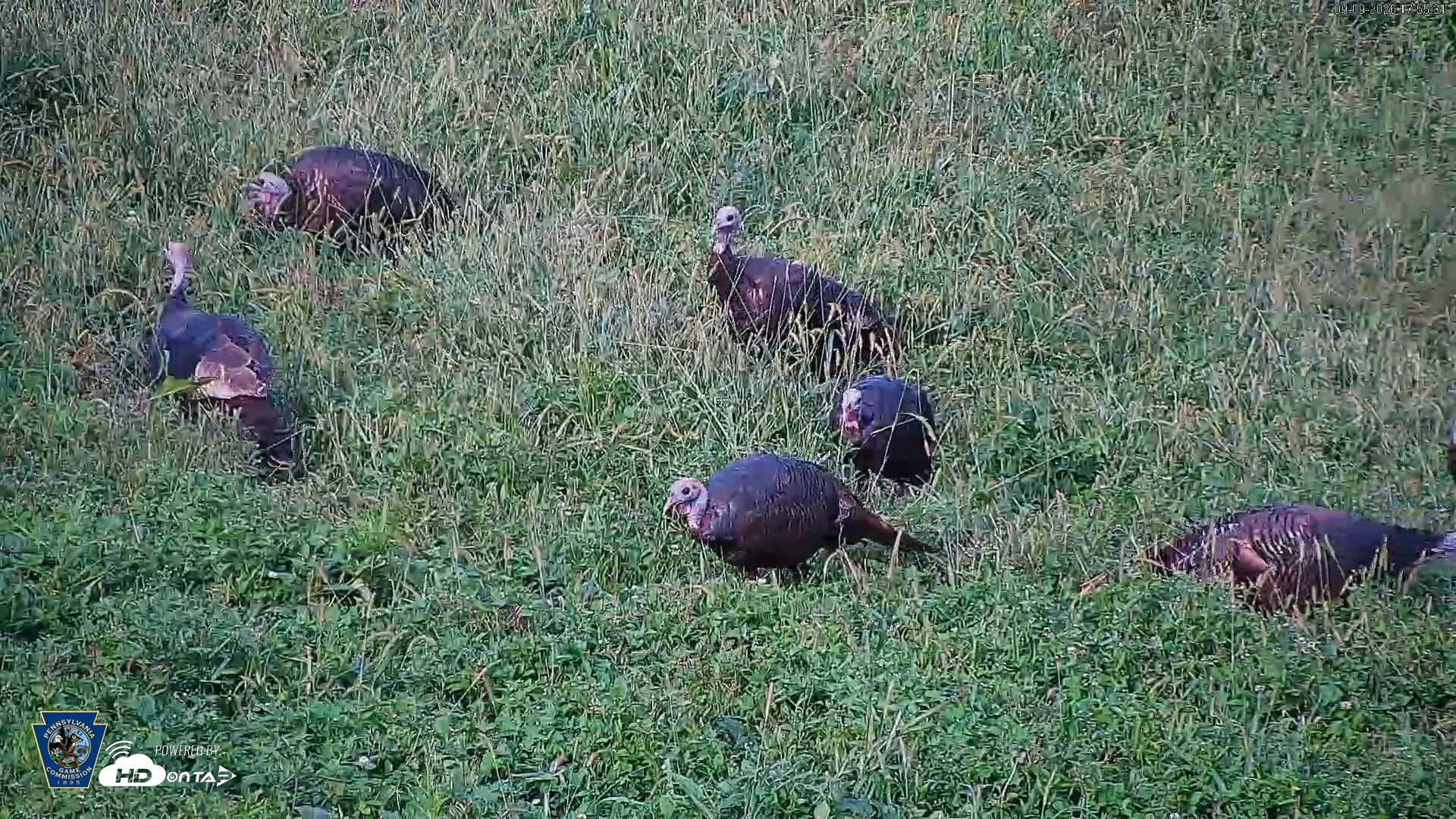 Snapshot of Pennsylvania Elk Live Webcam taken Sep 9, 2026, 5:56pm EDT