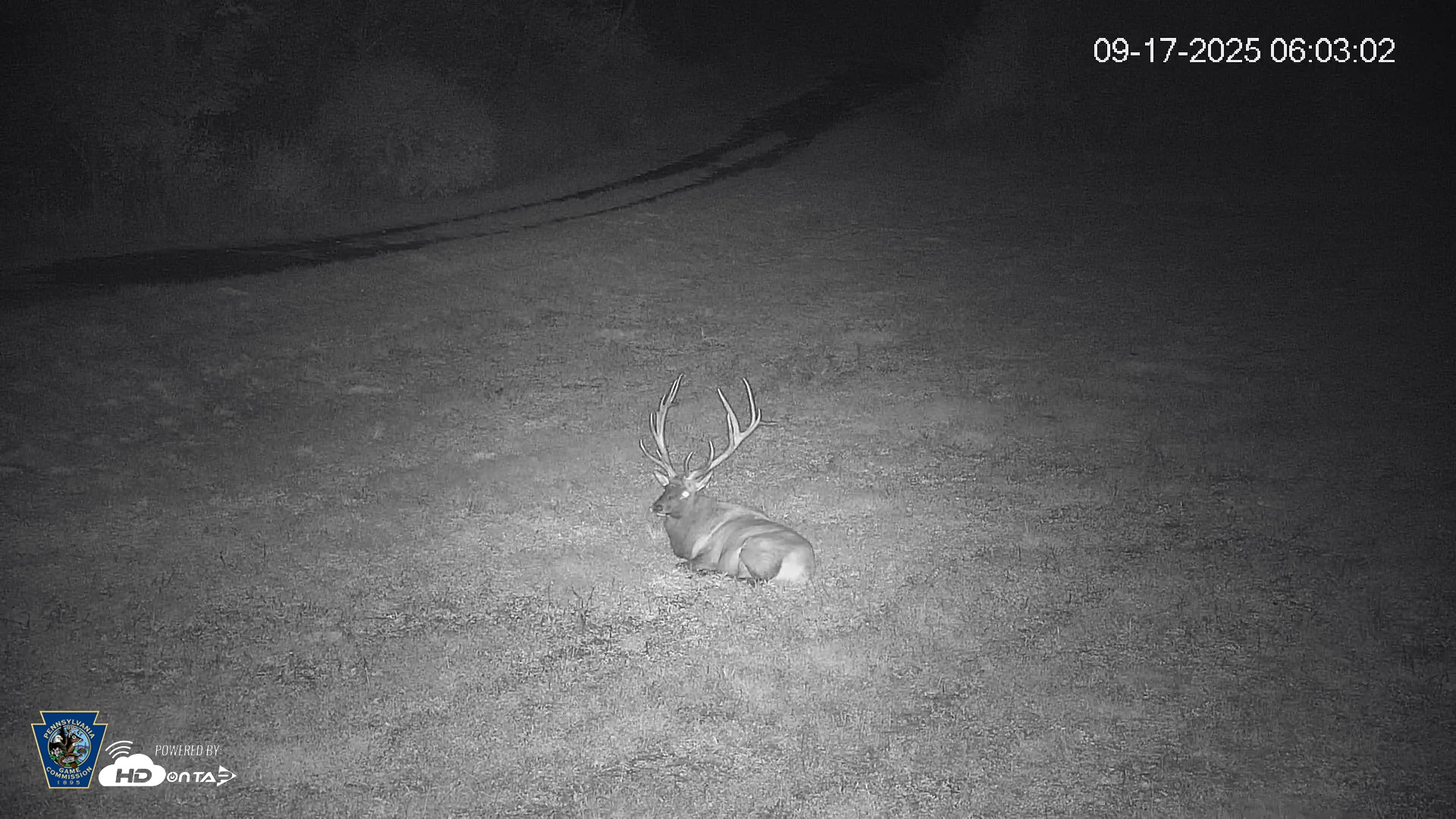 Snapshot of Pennsylvania Elk Live Webcam taken Sep 17, 2025, 6:04am EDT