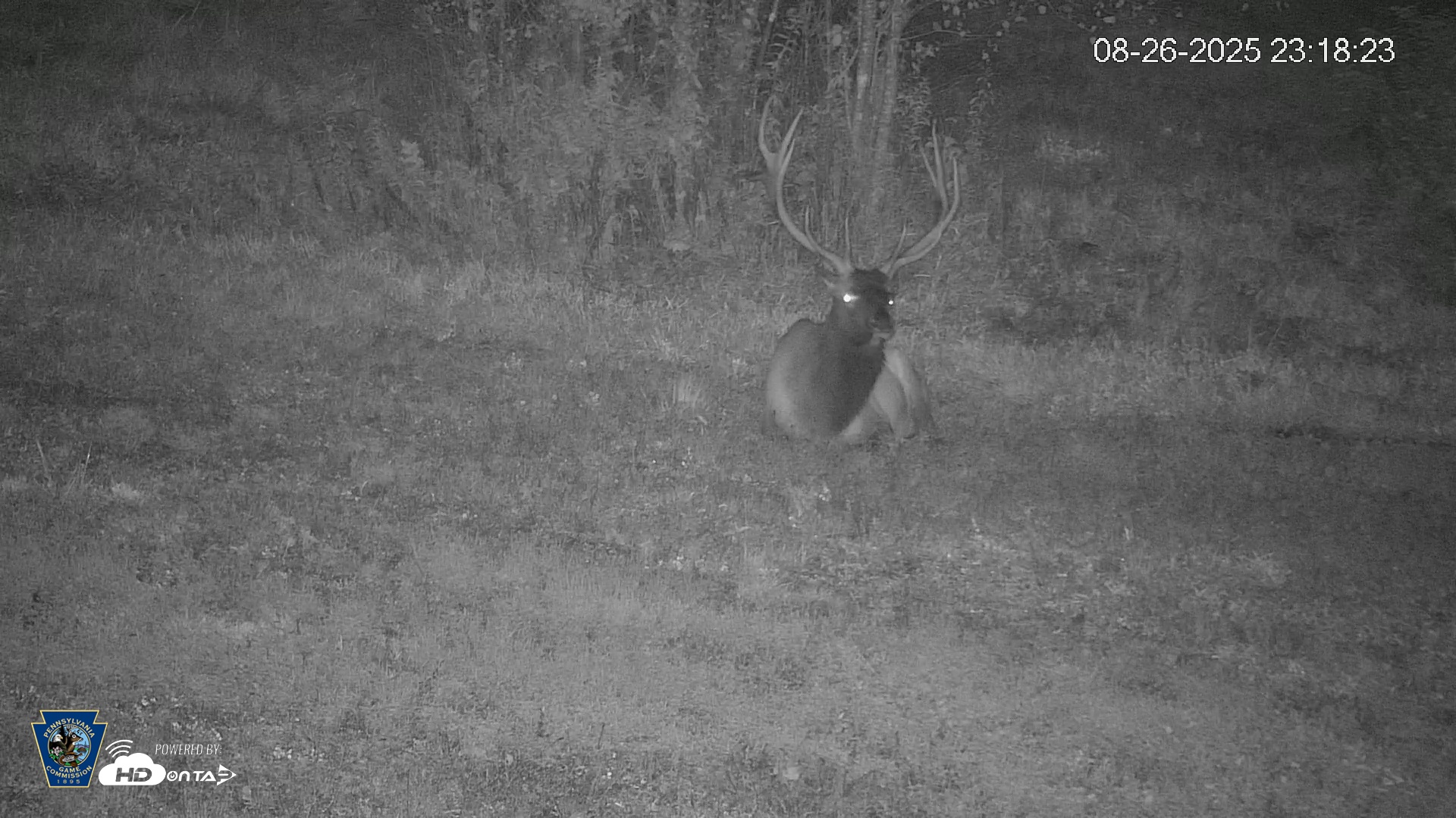 Snapshot of Pennsylvania Elk Live Webcam taken Aug 26, 2025, 11:19pm EDT