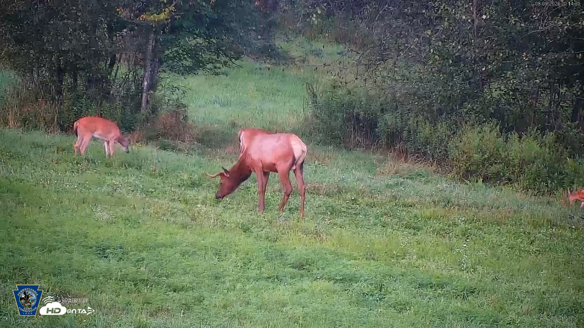 Snapshot of Pennsylvania Elk Live Webcam taken Aug 9, 2026, 8:15pm EDT