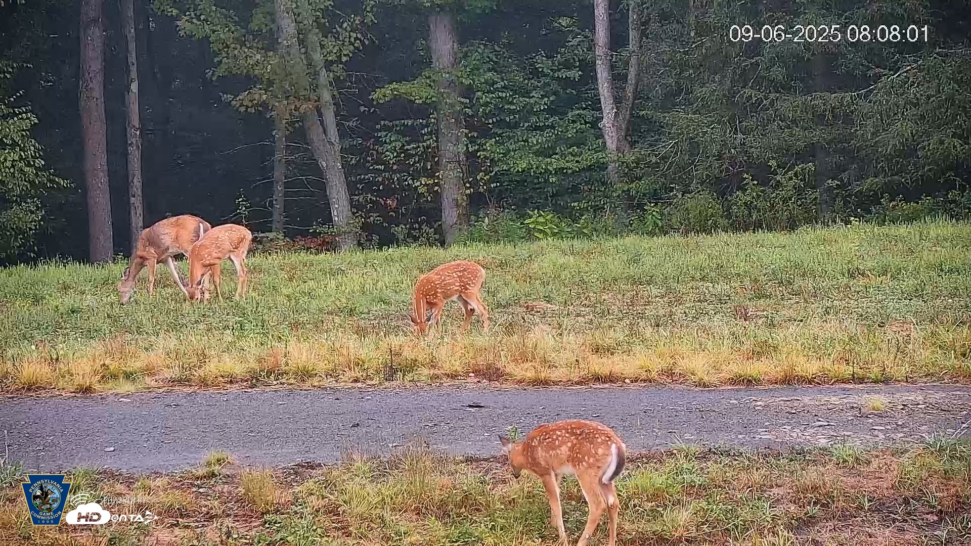 Snapshot of Pennsylvania Elk Live Webcam taken Sep 6, 2025, 8:08am EDT