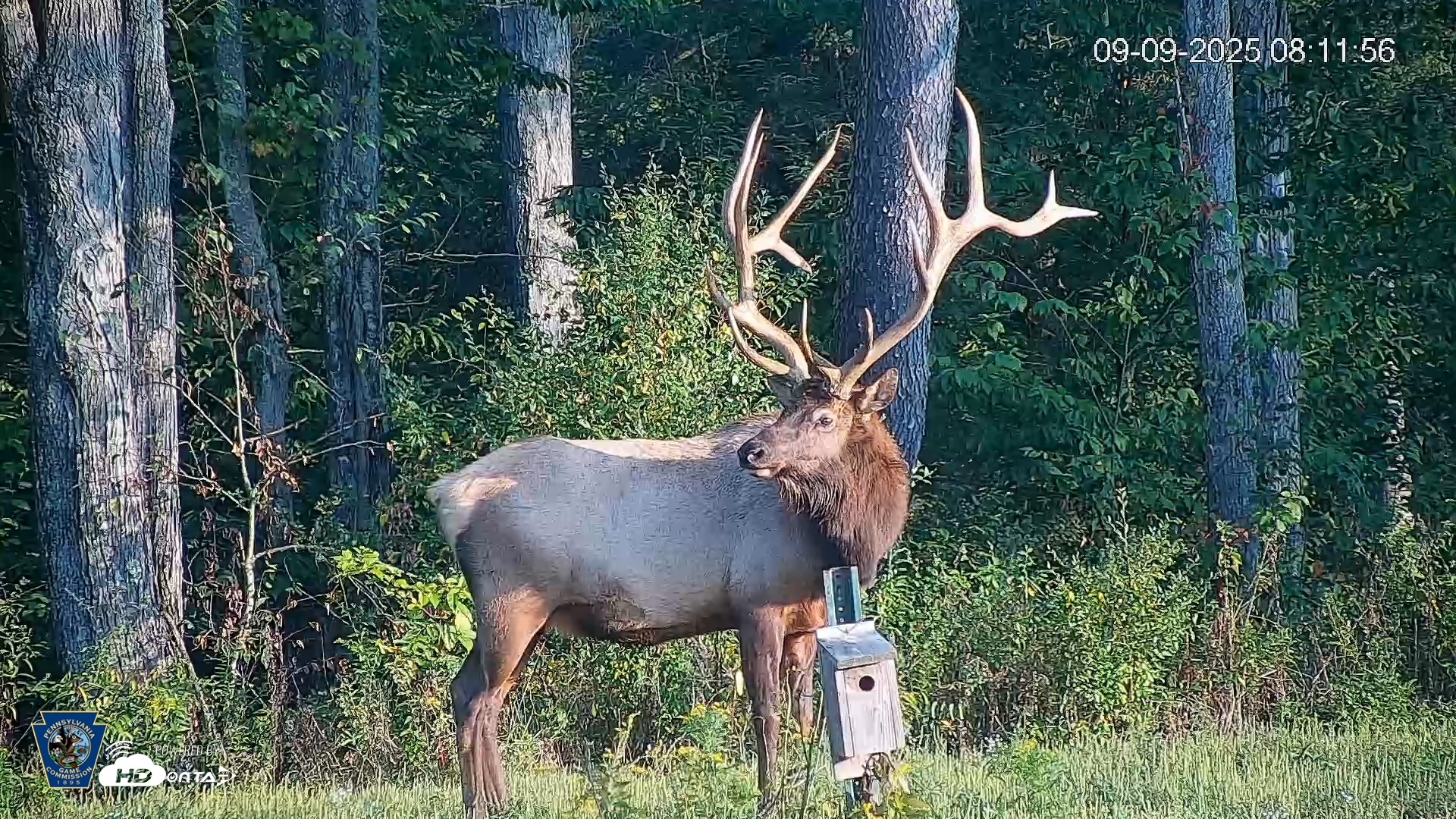Snapshot of Pennsylvania Elk Live Webcam taken Sep 9, 2025, 8:12am EDT