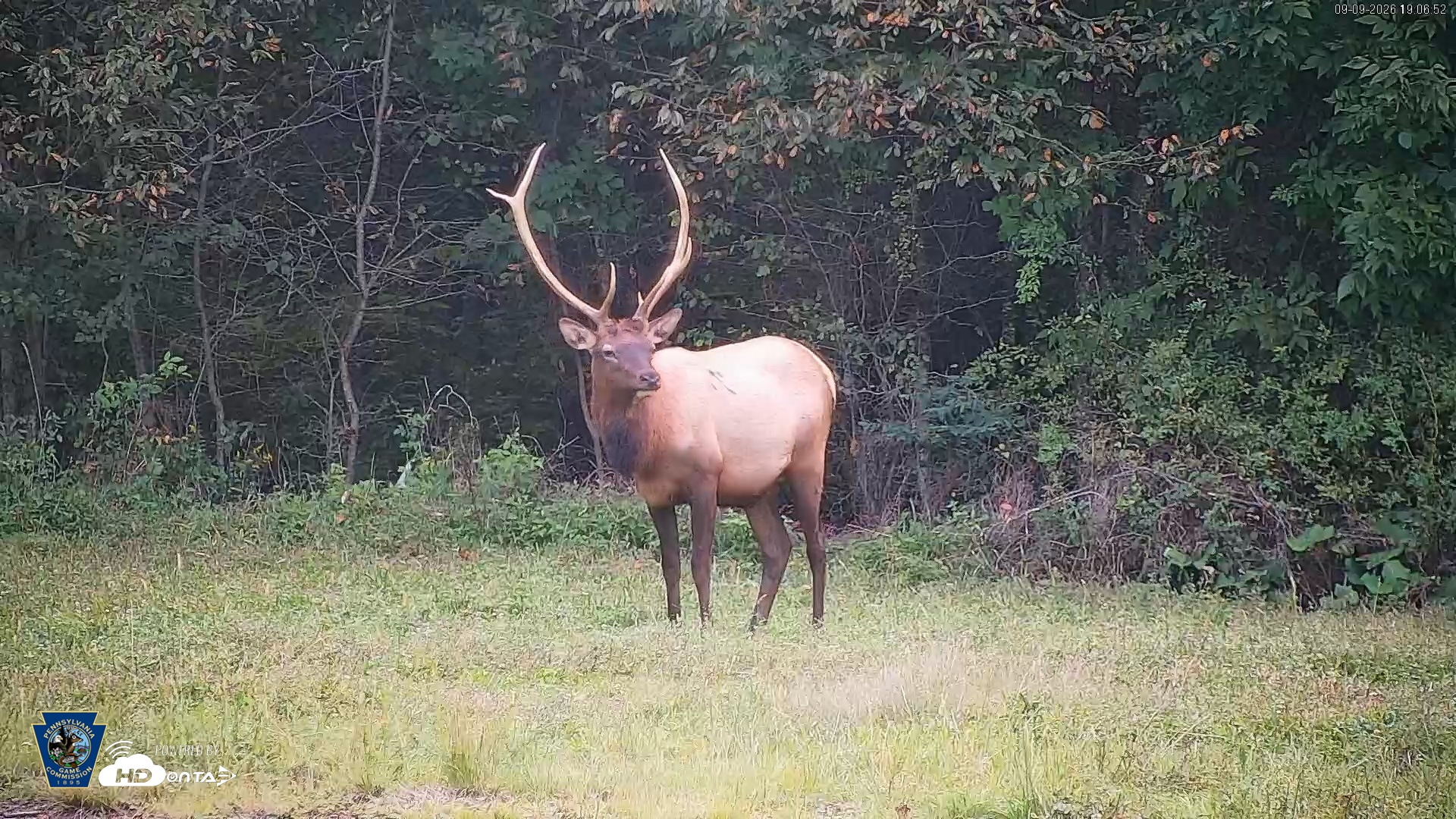 Snapshot of Pennsylvania Elk Live Webcam taken Sep 9, 2026, 7:07pm EDT