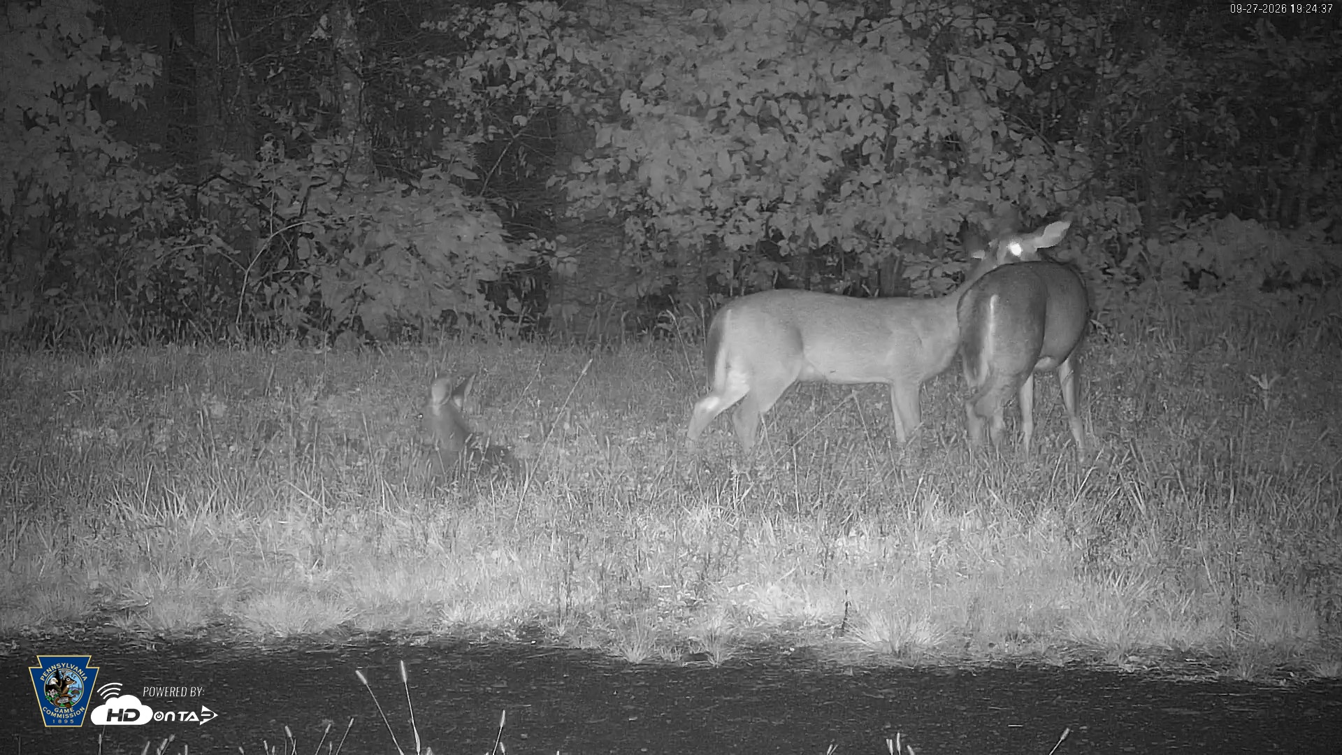 Snapshot of Pennsylvania Elk Live Webcam taken Sep 27, 2026, 7:26pm EDT