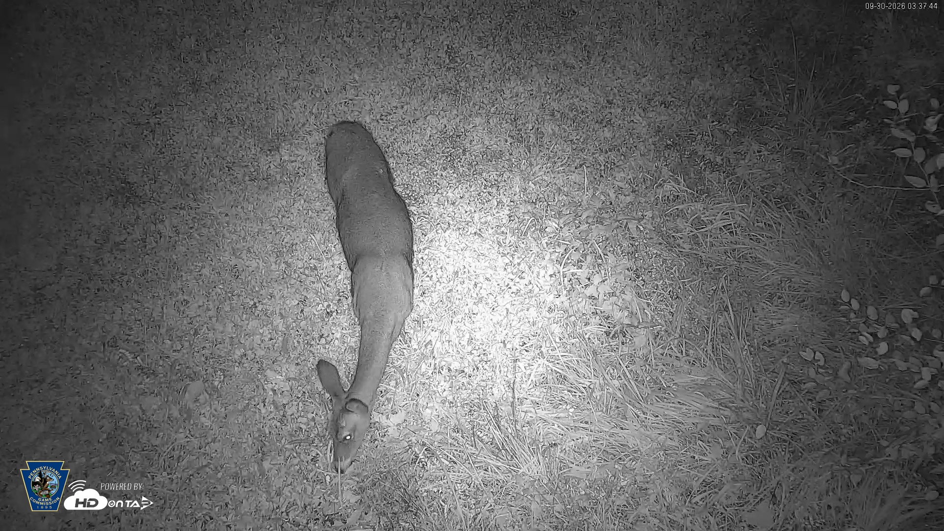 Snapshot of Pennsylvania Elk Live Webcam taken Sep 30, 2026, 3:39am EDT