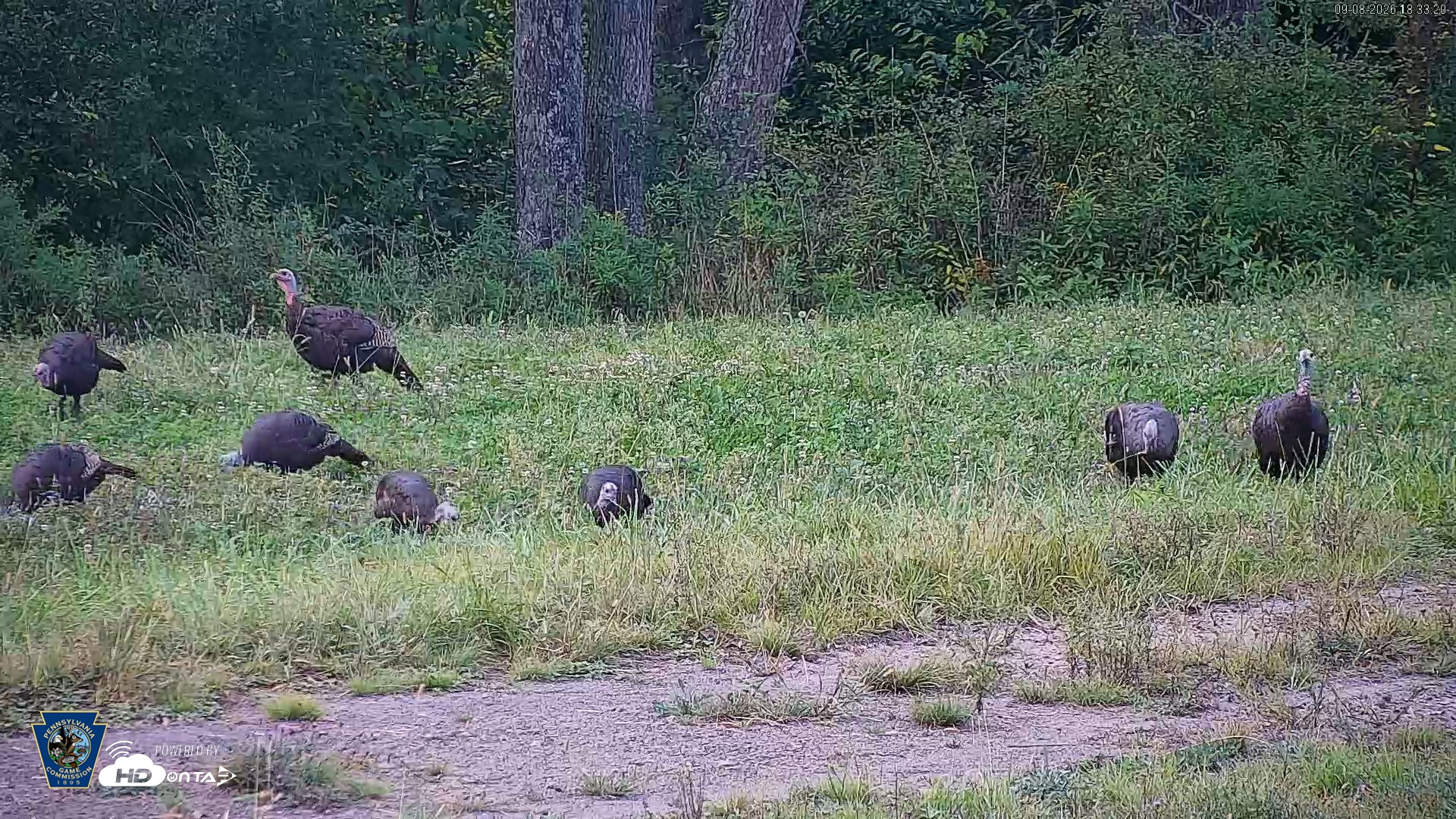 Snapshot of Pennsylvania Elk Live Webcam taken Sep 8, 2026, 6:34pm EDT