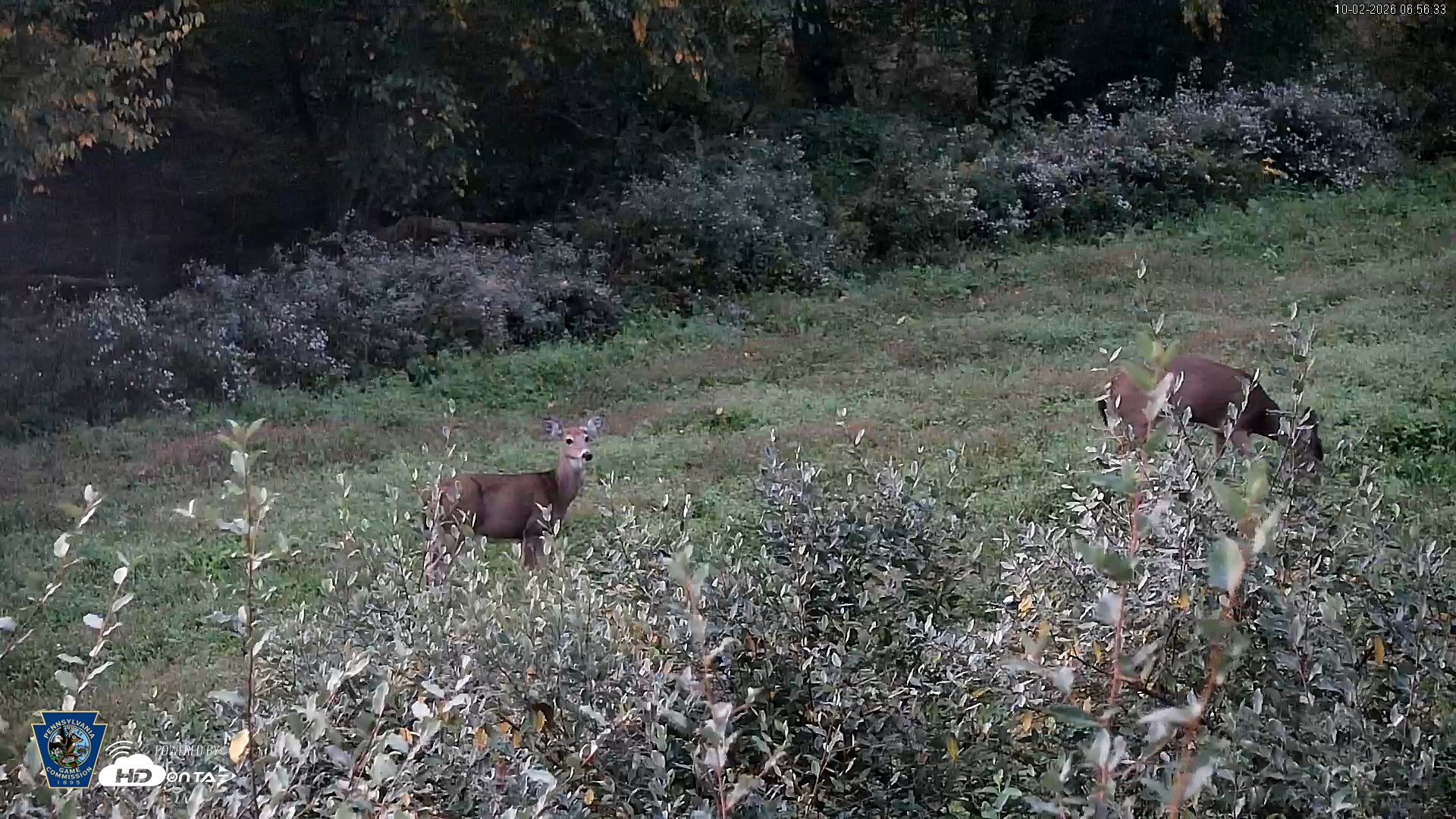Snapshot of Pennsylvania Elk Live Webcam taken Oct 2, 2026, 6:57am EDT