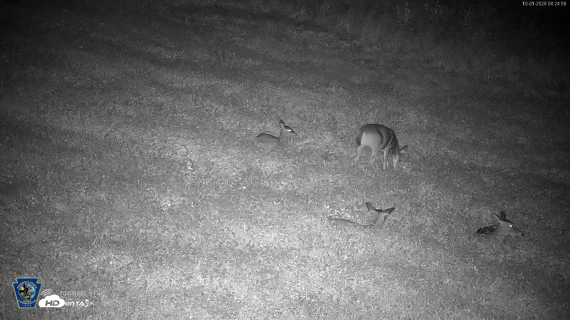Snapshot of Pennsylvania Elk Live Webcam taken Oct 1, 2026, 4:26am EDT