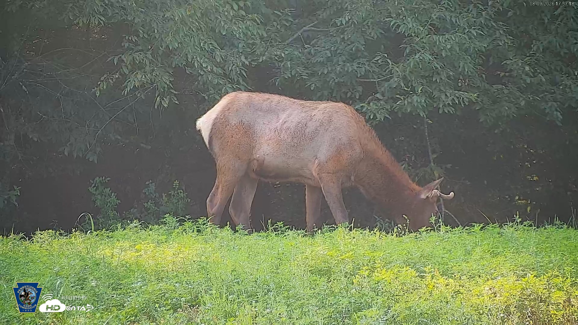 Snapshot of Pennsylvania Elk Live Webcam taken Aug 9, 2026, 5:58pm EDT