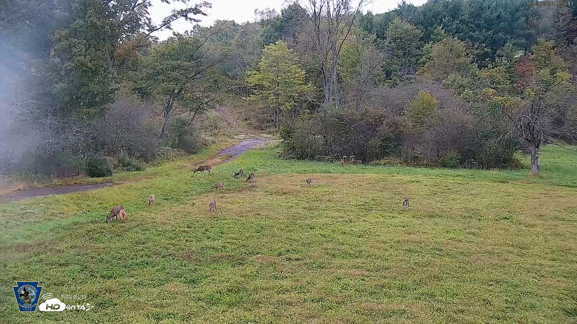 Snapshot of Pennsylvania Elk Live Webcam taken Sep 27, 2026, 6:30pm EDT