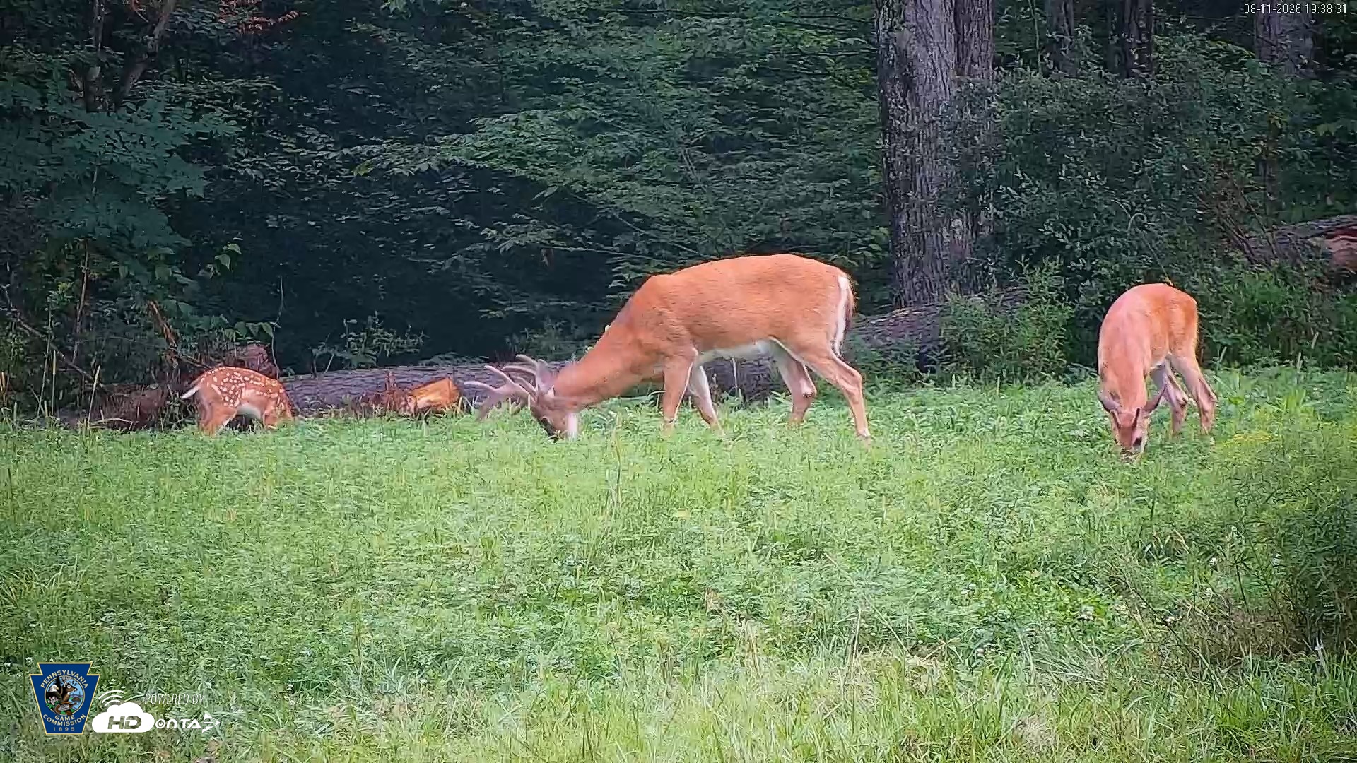 Snapshot of Pennsylvania Elk Live Webcam taken Aug 11, 2026, 7:39pm EDT