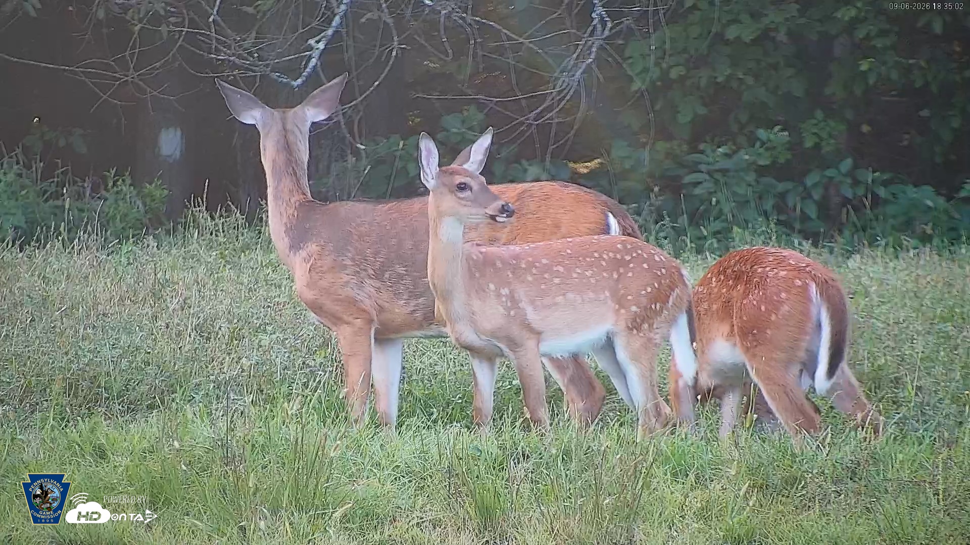 Snapshot of Pennsylvania Elk Live Webcam taken Sep 6, 2026, 6:35pm EDT