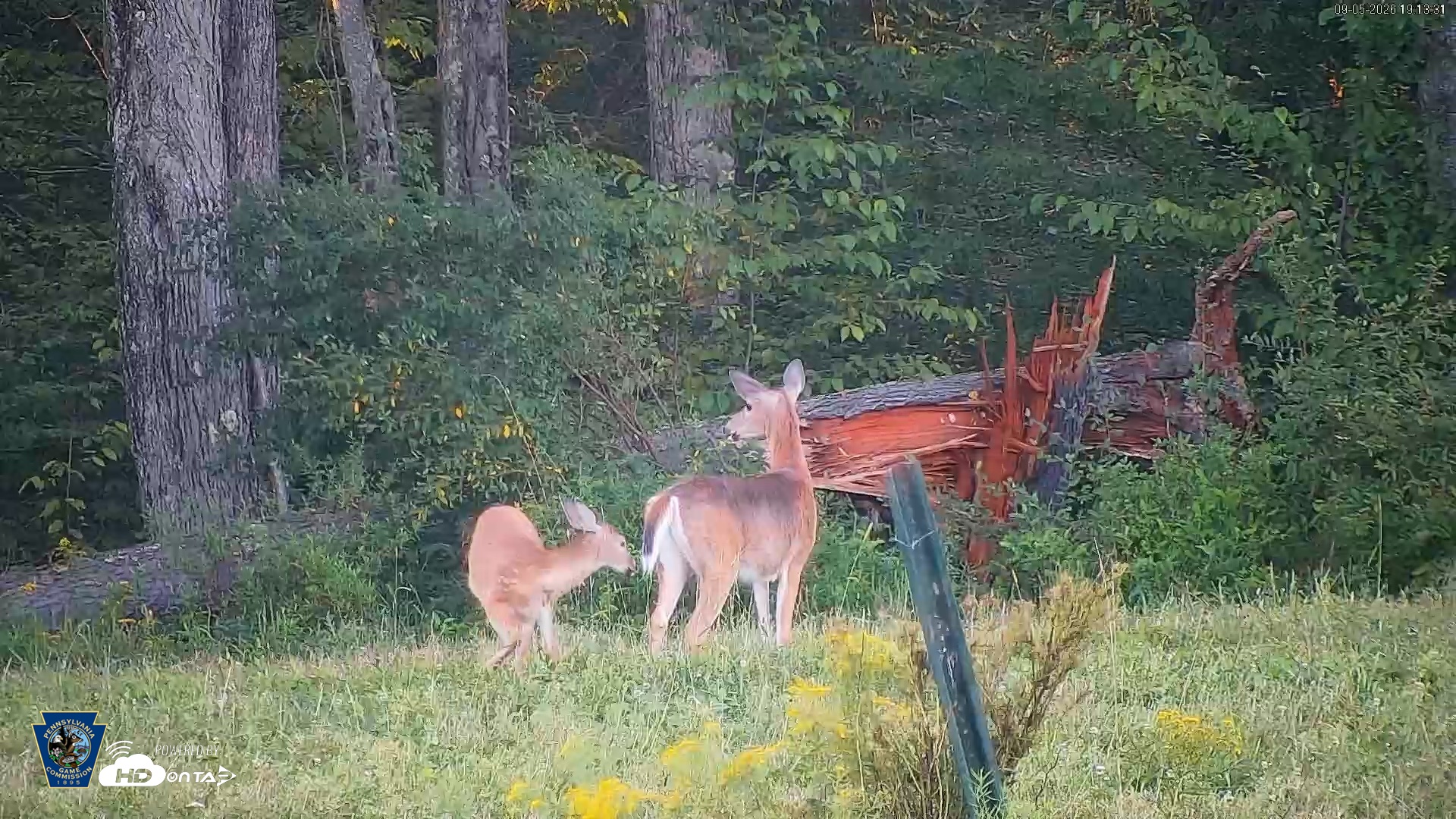 Snapshot of Pennsylvania Elk Live Webcam taken Sep 5, 2026, 7:14pm EDT