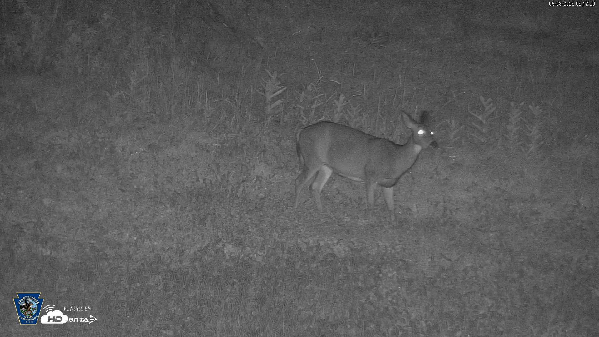 Snapshot of Pennsylvania Elk Live Webcam taken Sep 28, 2026, 6:13am EDT