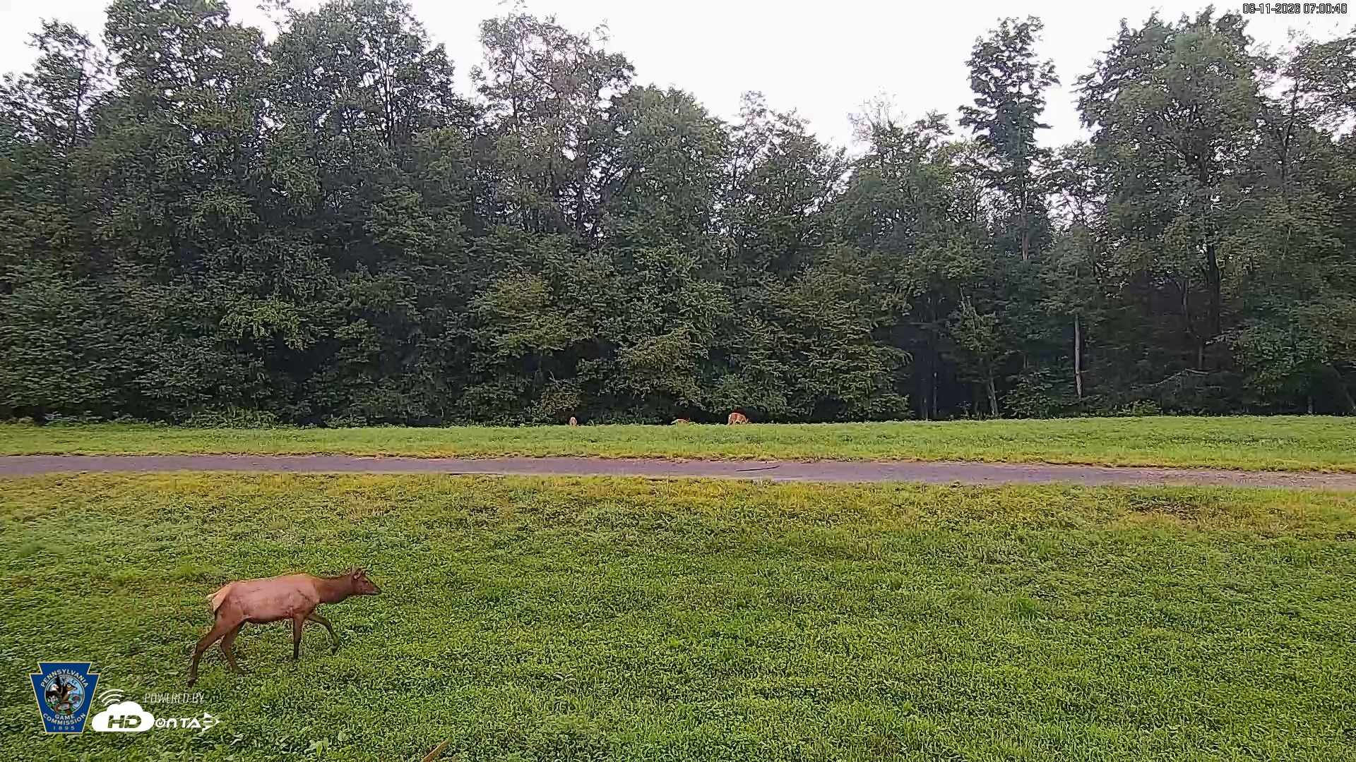 Snapshot of Pennsylvania Elk Live Webcam taken Aug 11, 2026, 7:01am EDT