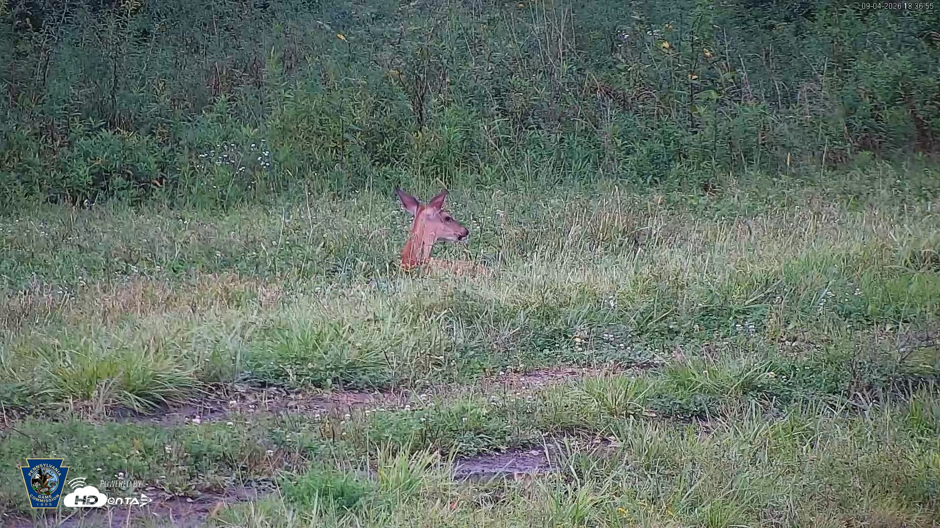 Snapshot of Pennsylvania Elk Live Webcam taken Sep 4, 2026, 6:37pm EDT