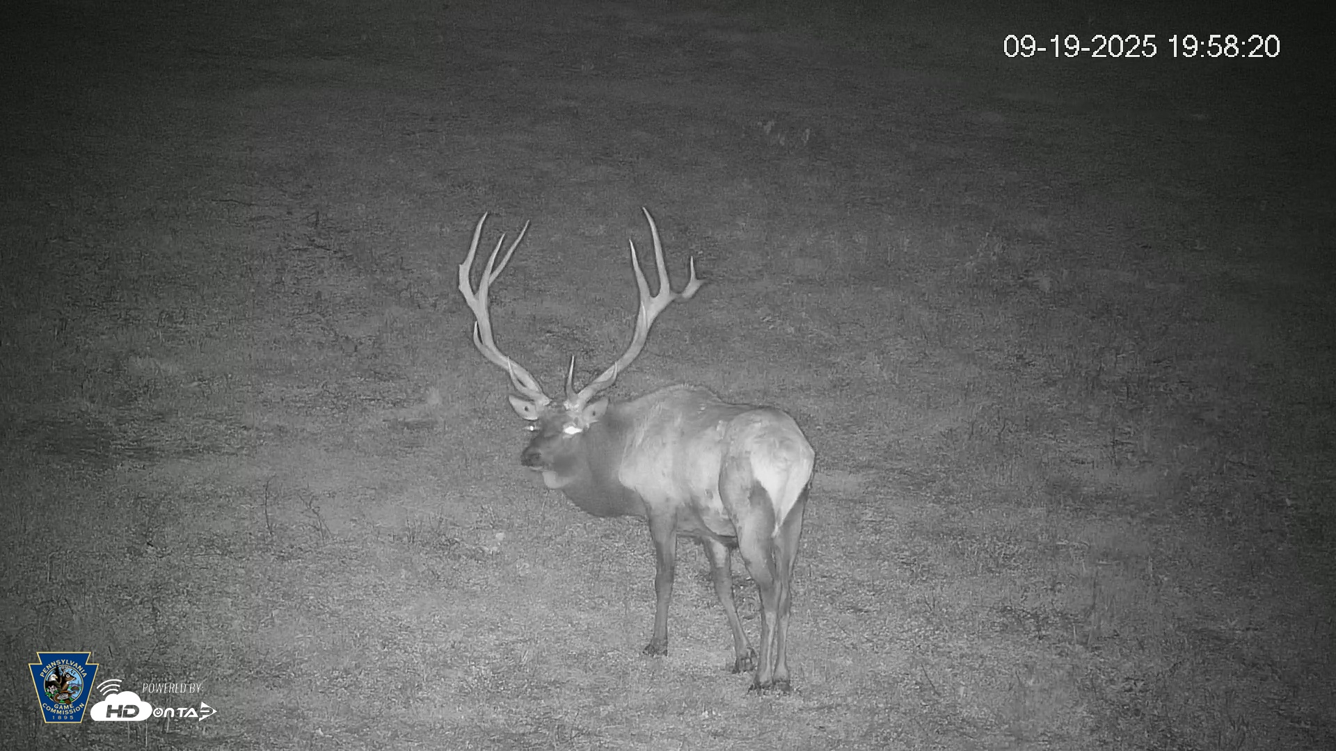 Snapshot of Pennsylvania Elk Live Webcam taken Sep 19, 2025, 7:59pm EDT