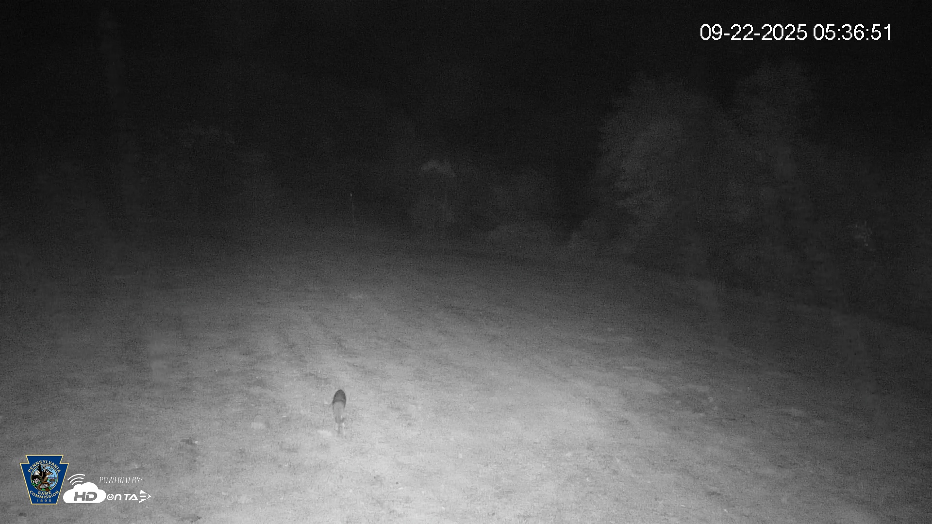 Snapshot of Pennsylvania Elk Live Webcam taken Sep 22, 2025, 5:37am EDT