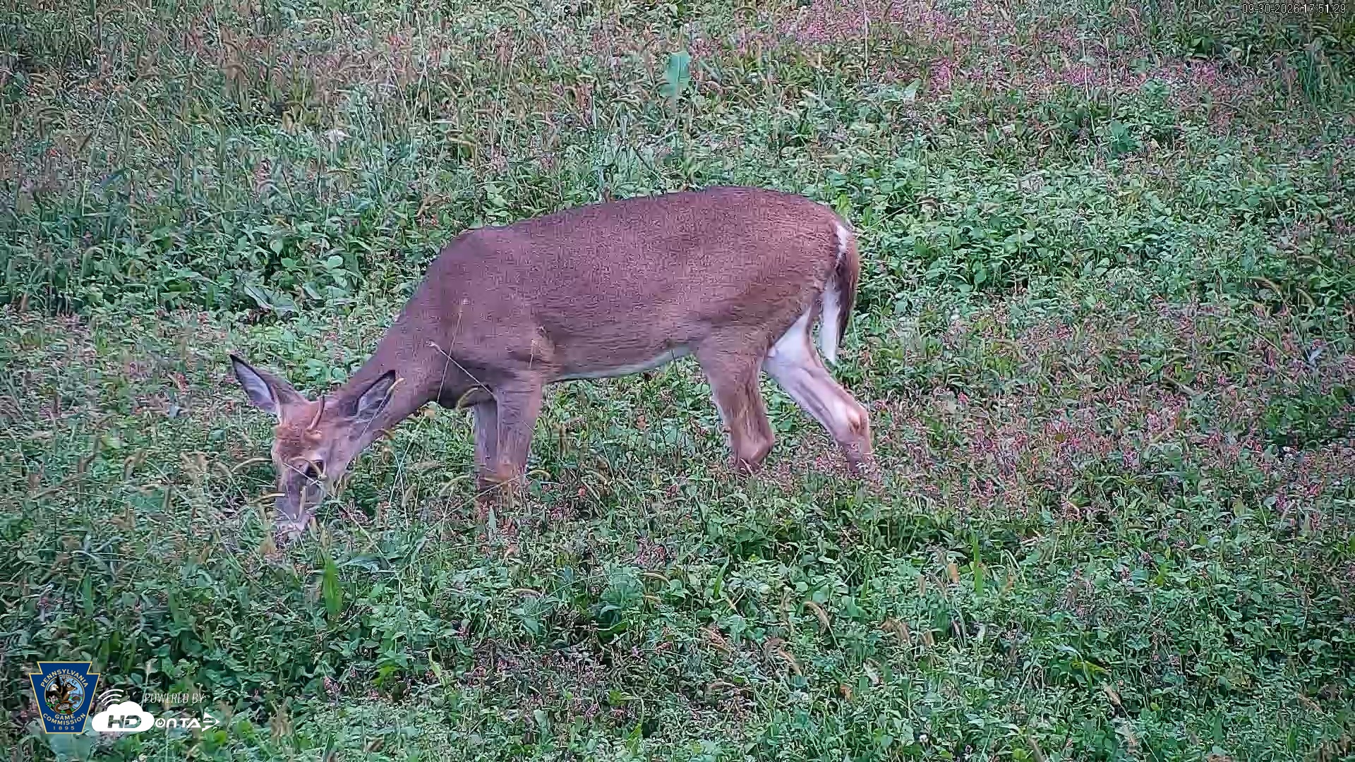 Snapshot of Pennsylvania Elk Live Webcam taken Sep 30, 2026, 5:53pm EDT
