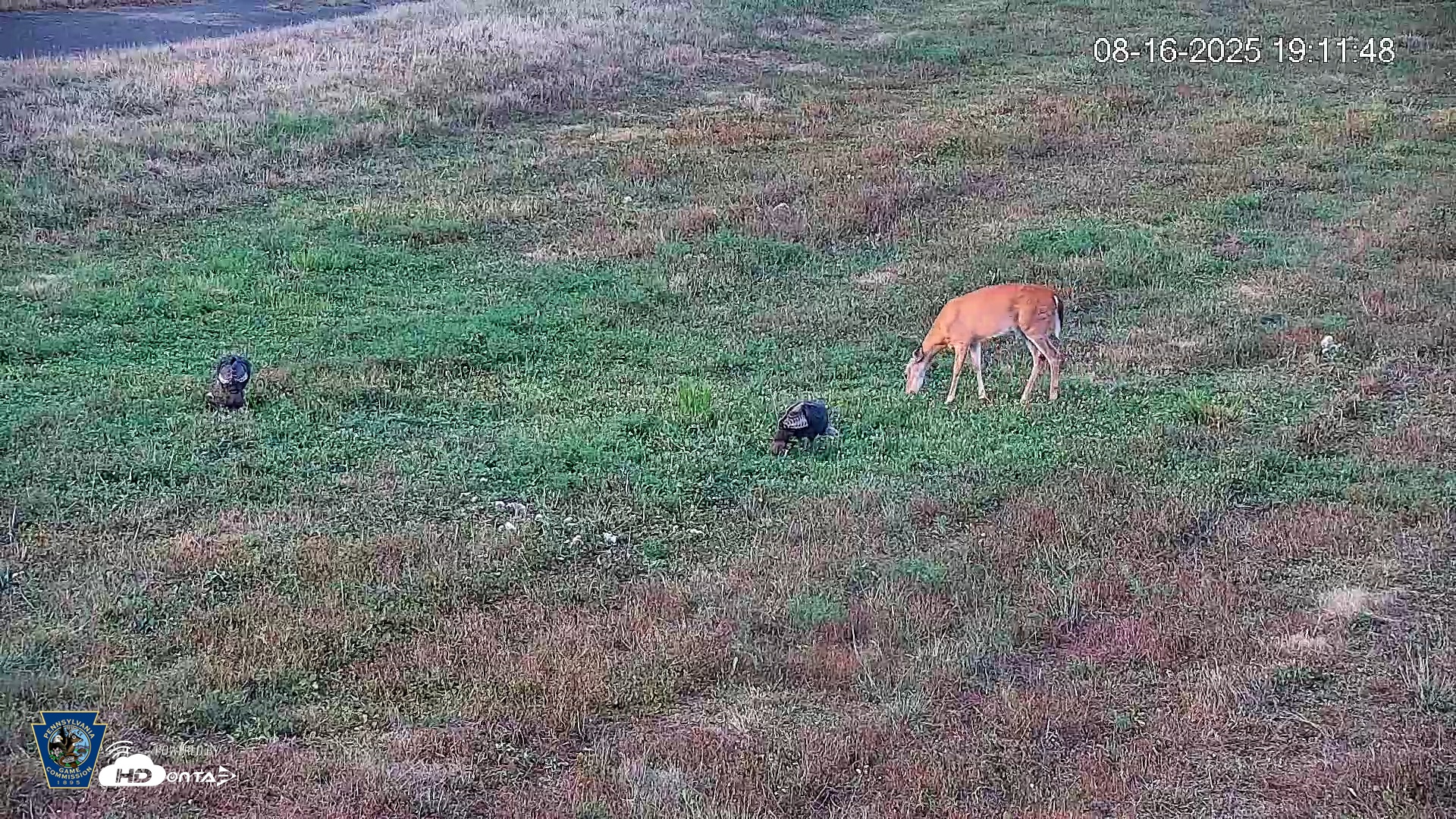 Snapshot of Pennsylvania Elk Live Webcam taken Aug 16, 2025, 7:12pm EDT