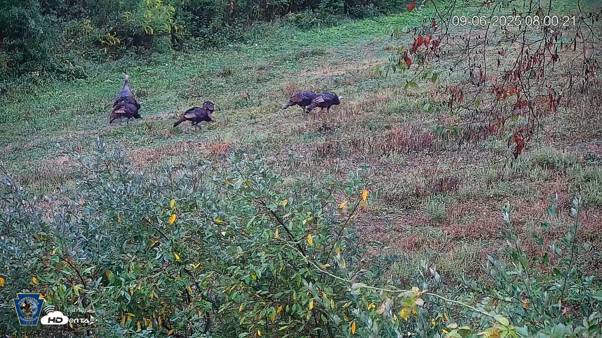 Snapshot of Pennsylvania Elk Live Webcam taken Sep 6, 2025, 8:01am EDT