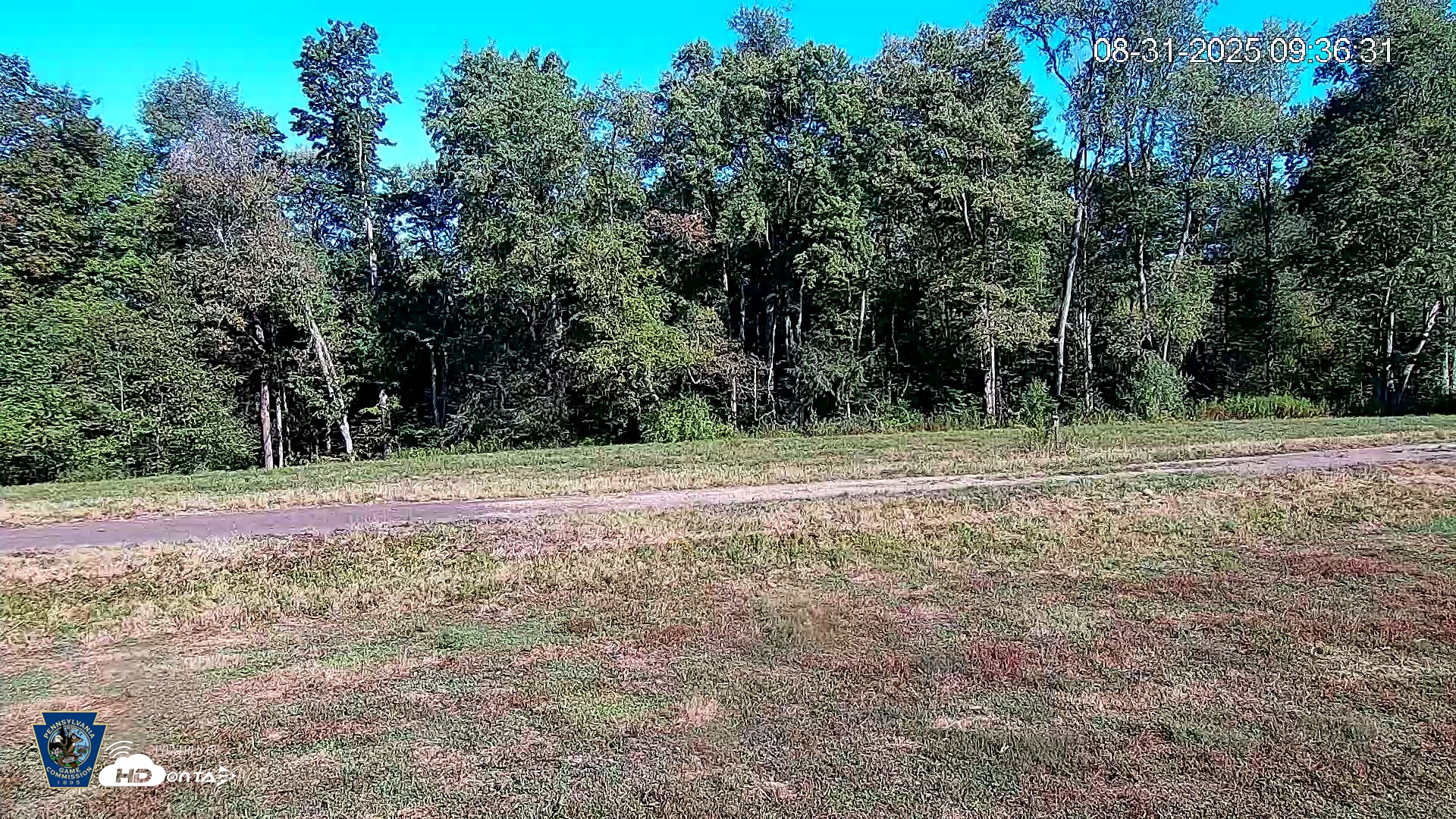 Snapshot of Pennsylvania Elk Live Webcam taken Aug 31, 2025, 9:38am EDT