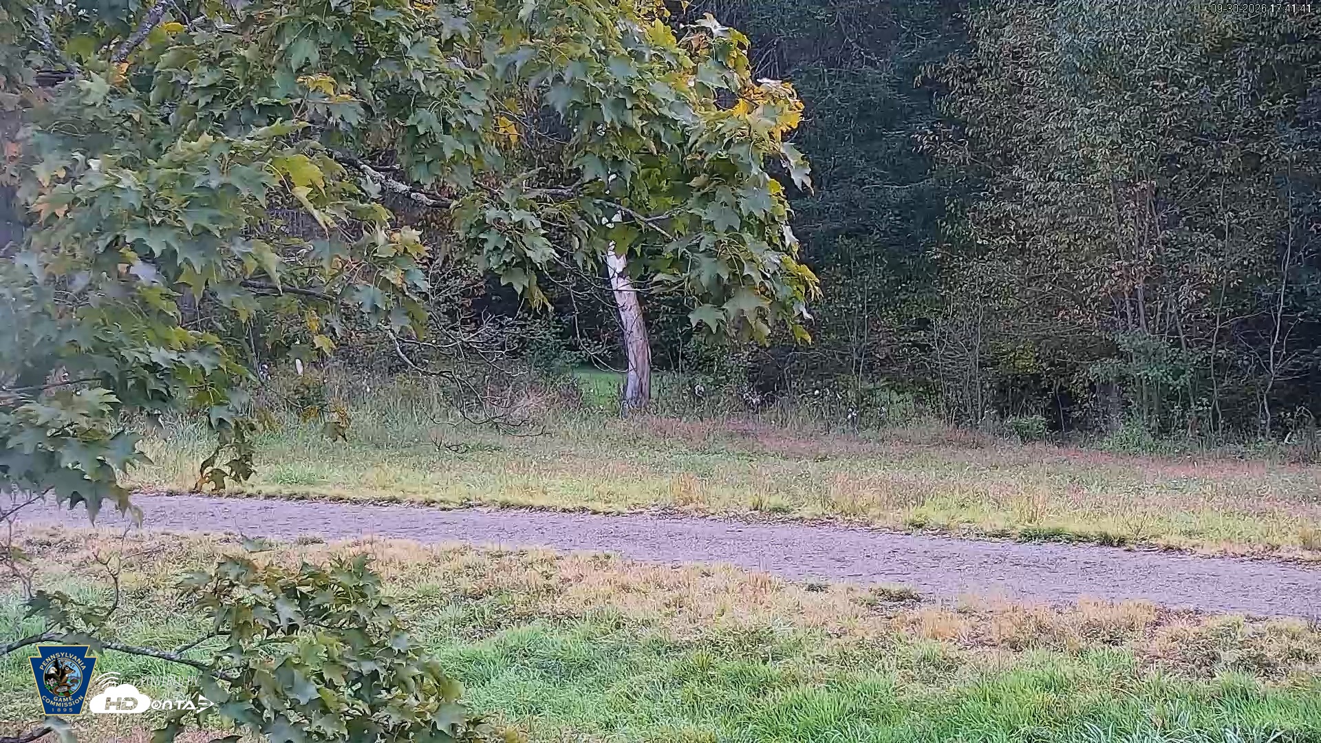 Snapshot of Pennsylvania Elk Live Webcam taken Sep 30, 2026, 5:43pm EDT