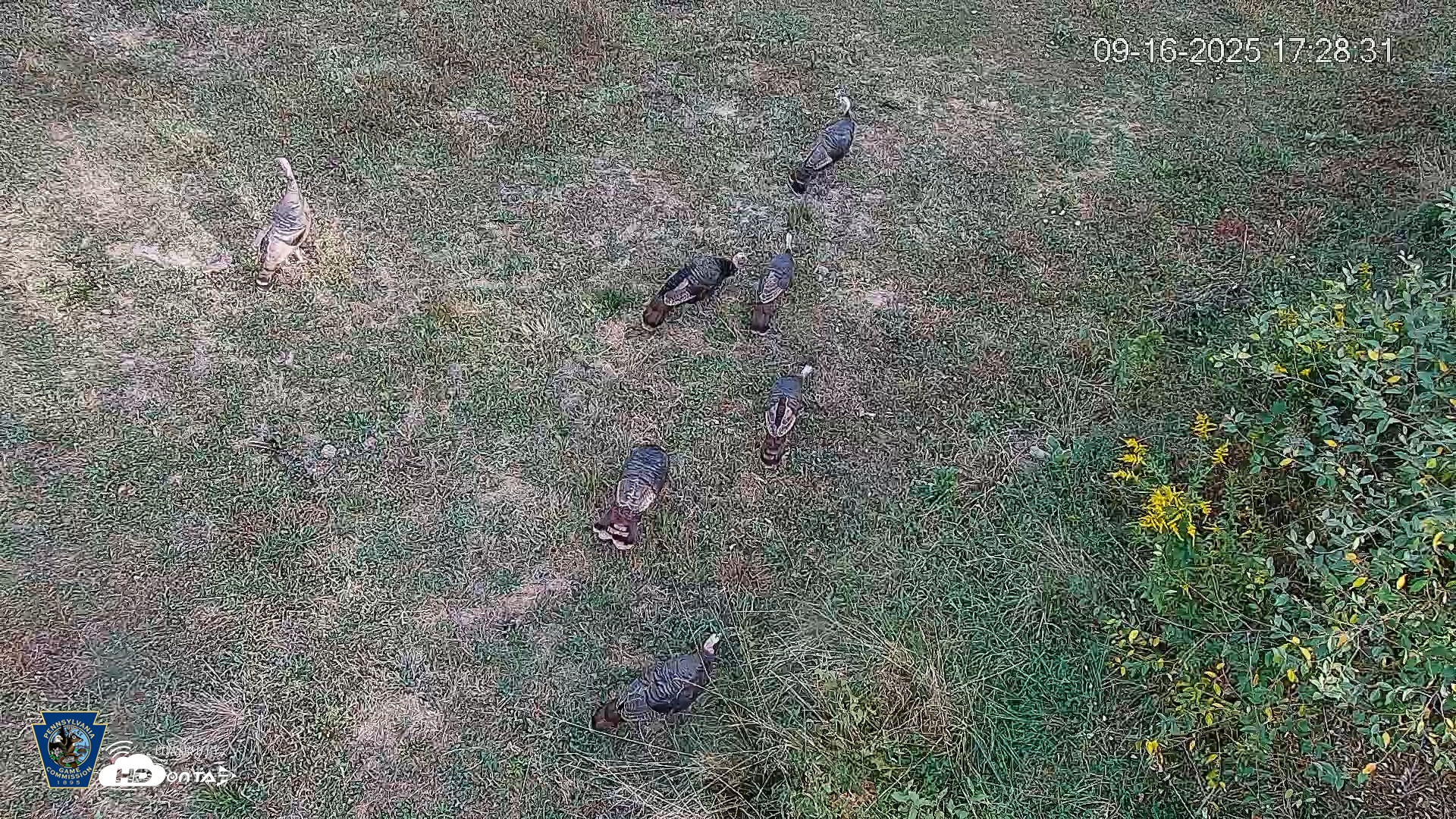 Snapshot of Pennsylvania Elk Live Webcam taken Sep 16, 2025, 5:29pm EDT