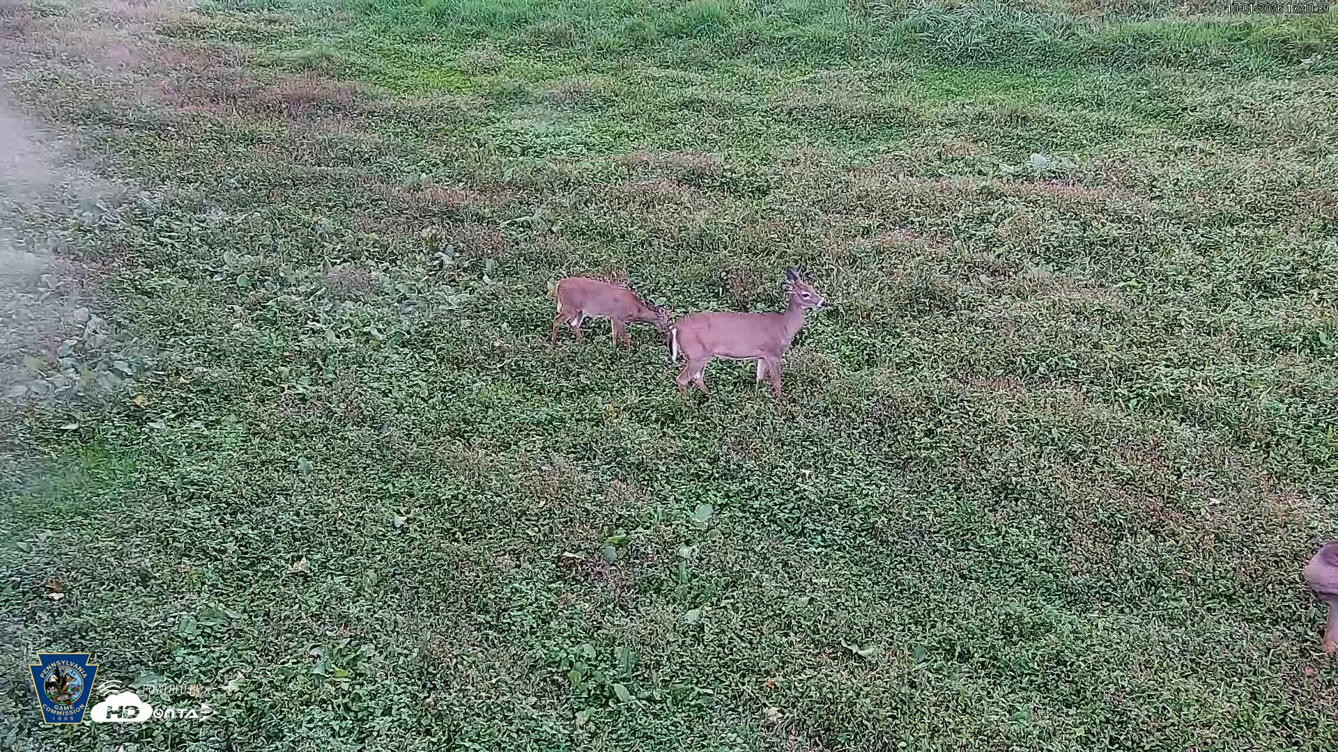Snapshot of Pennsylvania Elk Live Webcam taken Oct 1, 2026, 5:41pm EDT