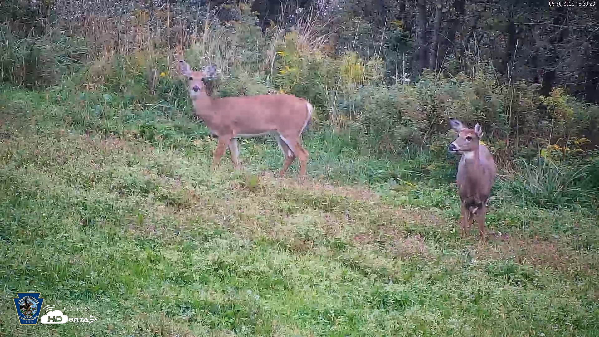 Snapshot of Pennsylvania Elk Live Webcam taken Sep 30, 2026, 6:31pm EDT