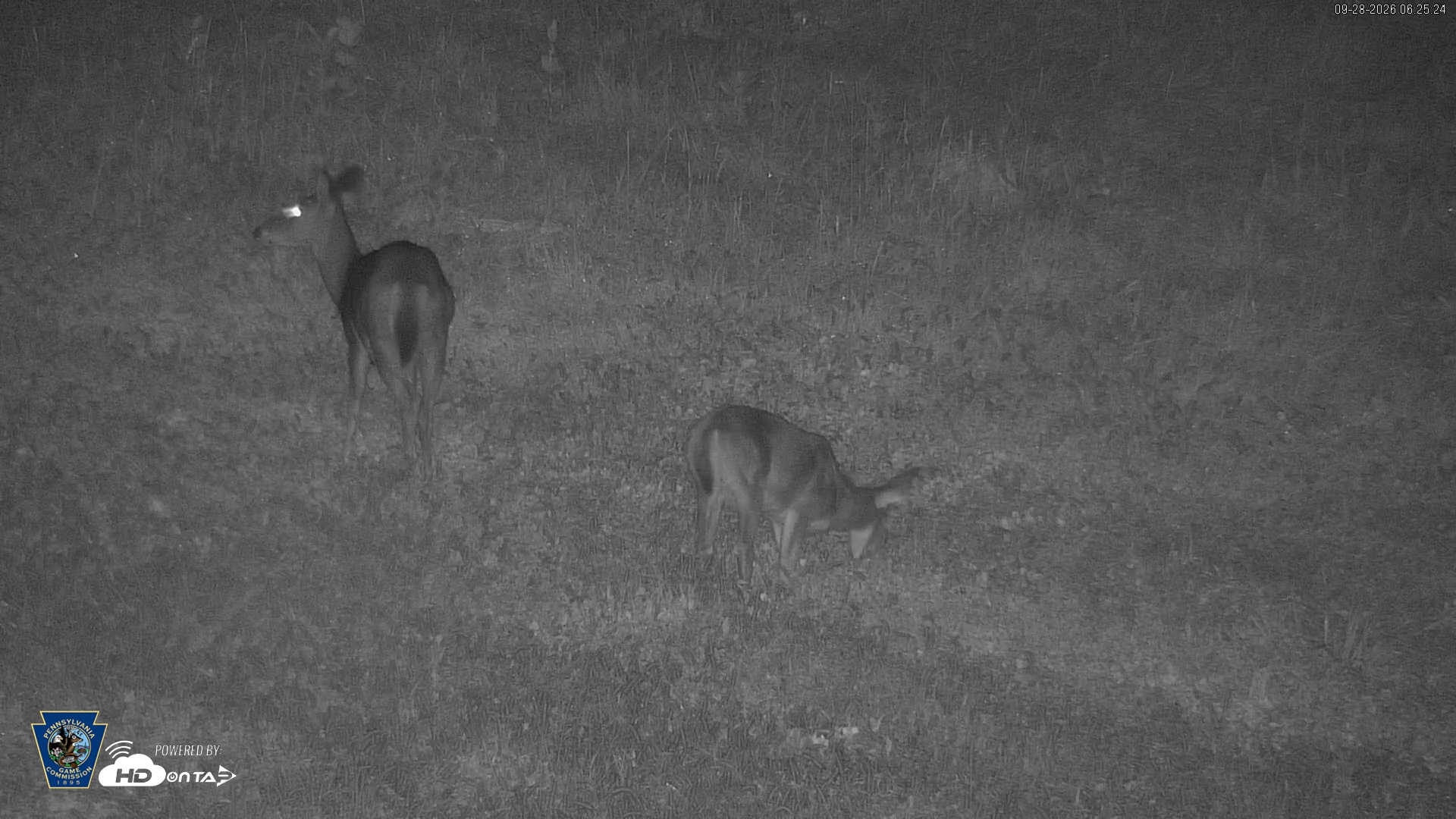 Snapshot of Pennsylvania Elk Live Webcam taken Sep 28, 2026, 6:27am EDT