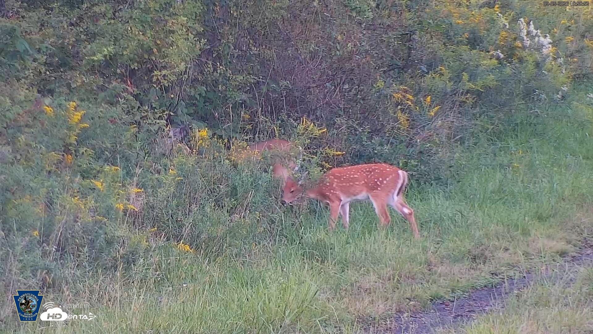 Snapshot of Pennsylvania Elk Live Webcam taken Sep 5, 2026, 6:59pm EDT