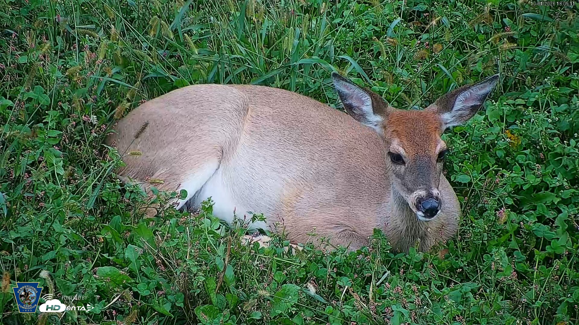 Snapshot of Pennsylvania Elk Live Webcam taken Oct 1, 2026, 6:05pm EDT