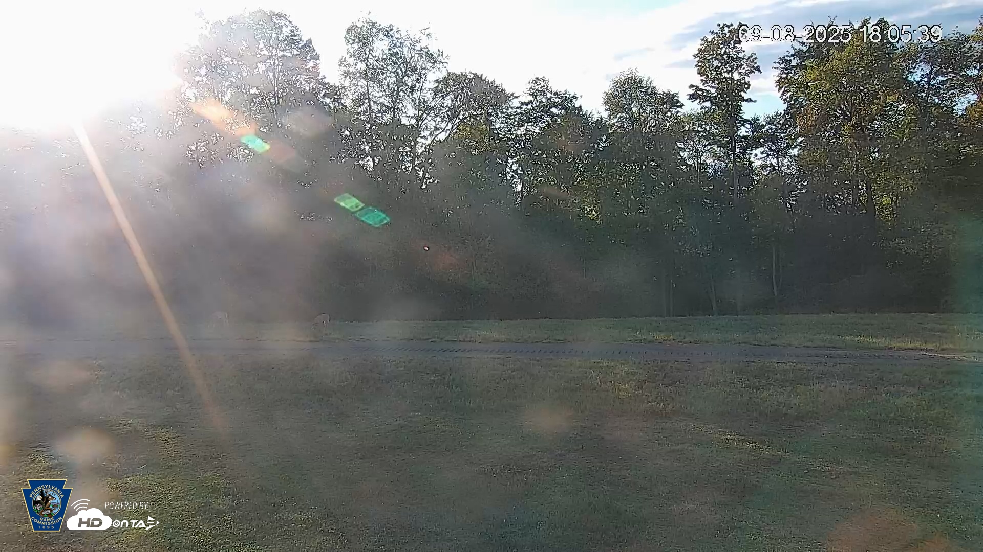 Snapshot of Pennsylvania Elk Live Webcam taken Sep 8, 2025, 6:08pm EDT