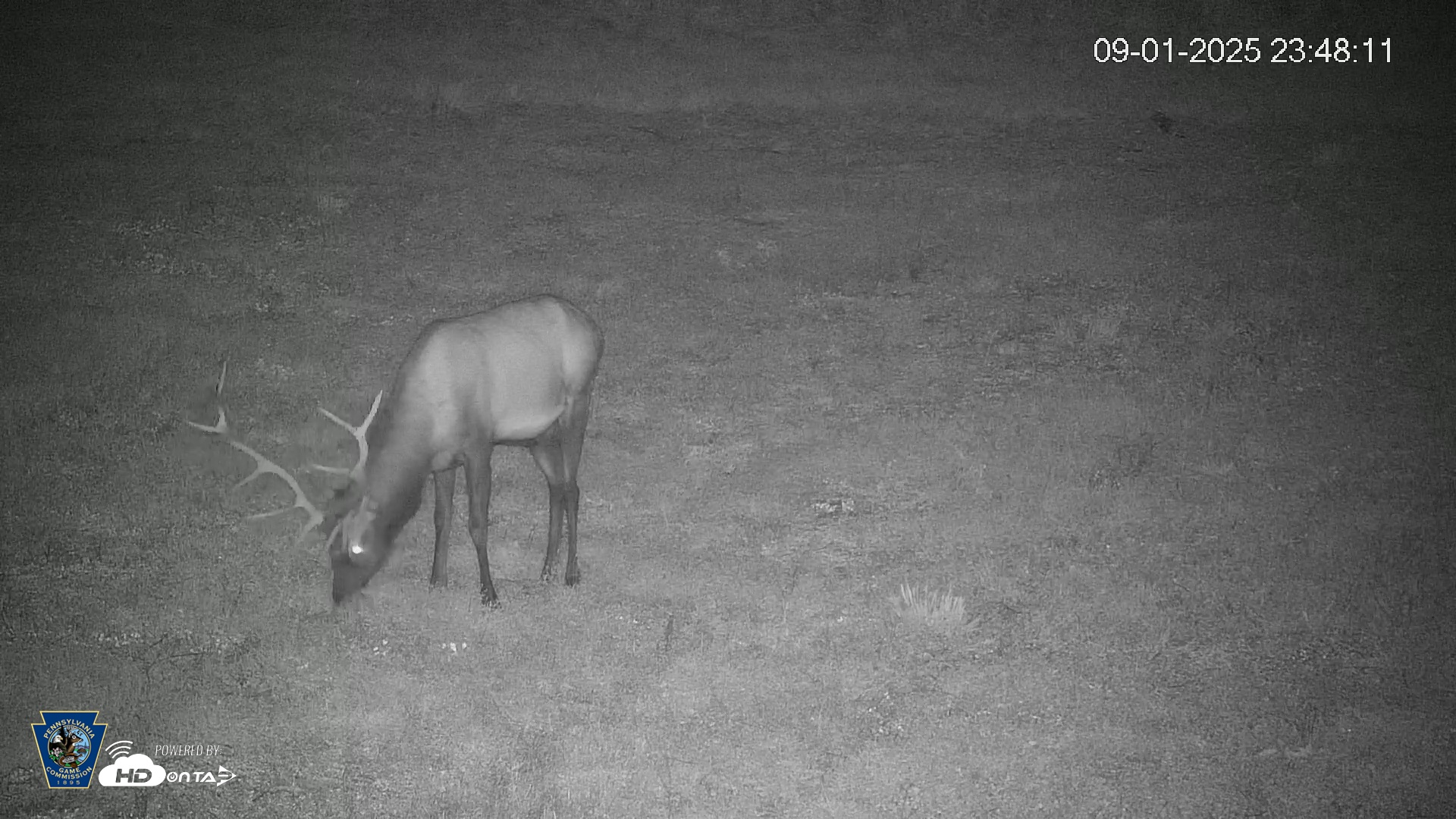 Snapshot of Pennsylvania Elk Live Webcam taken Sep 1, 2025, 11:48pm EDT