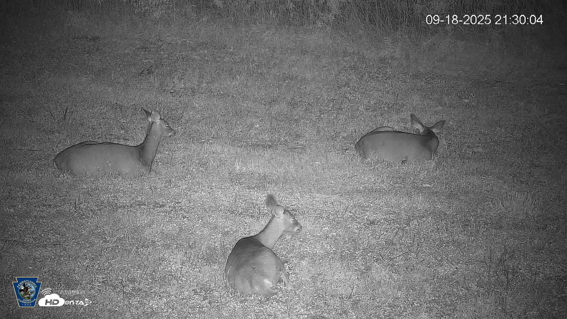 Snapshot of Pennsylvania Elk Live Webcam taken Sep 18, 2025, 9:31pm EDT