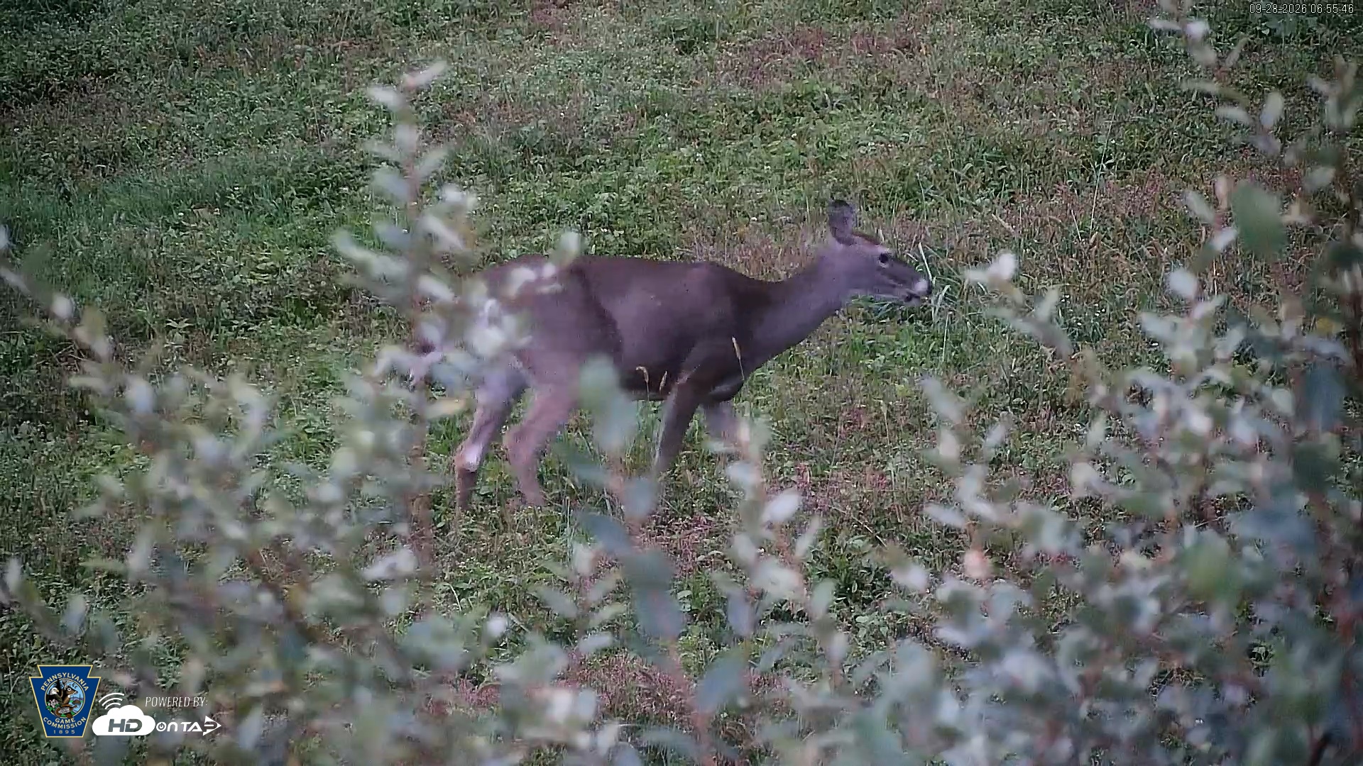Snapshot of Pennsylvania Elk Live Webcam taken Sep 28, 2026, 6:56am EDT