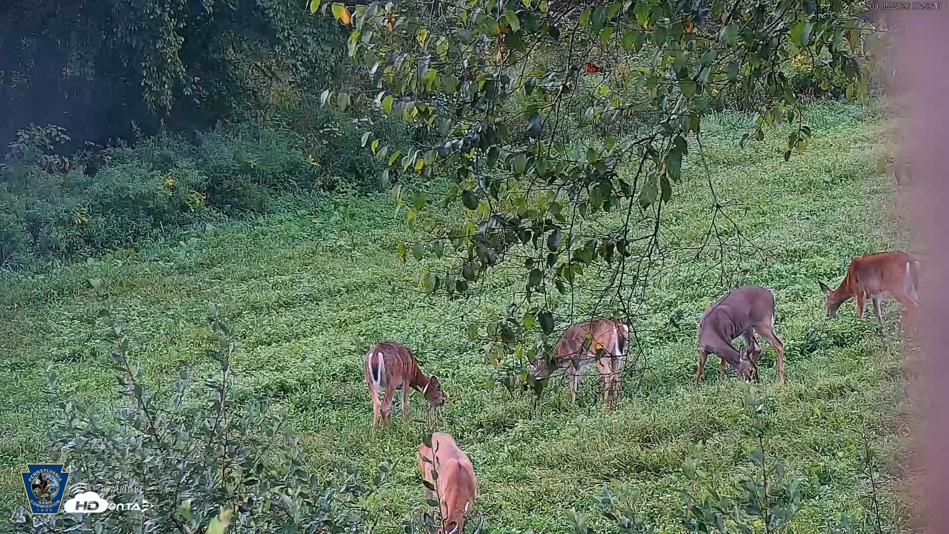 Snapshot of Pennsylvania Elk Live Webcam taken Sep 5, 2026, 7:54am EDT