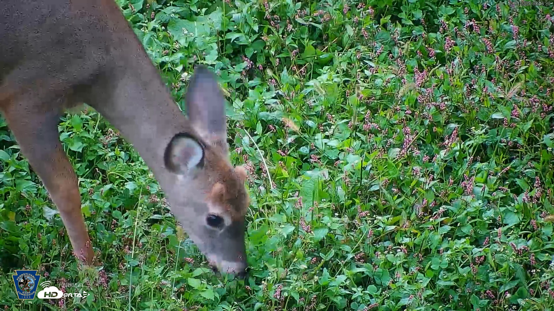 Snapshot of Pennsylvania Elk Live Webcam taken Oct 1, 2026, 8:17am EDT