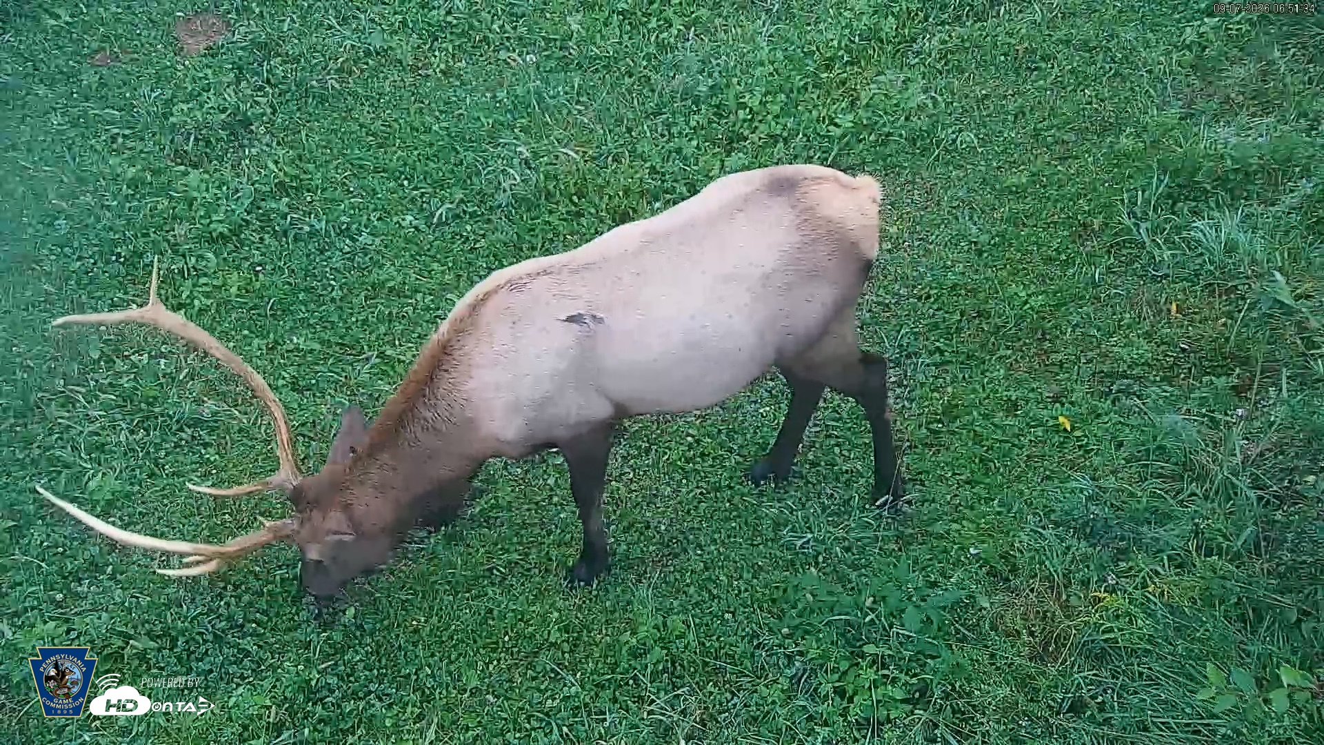 Snapshot of Pennsylvania Elk Live Webcam taken Sep 7, 2026, 6:52am EDT