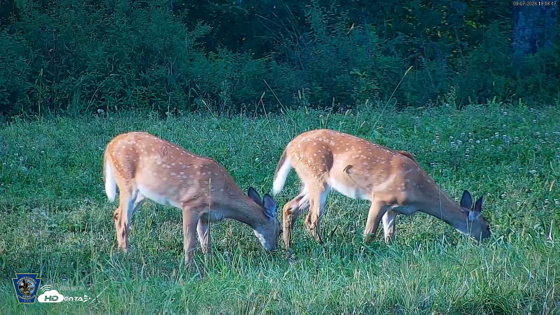 Snapshot of Pennsylvania Elk Live Webcam taken Sep 7, 2026, 6:09pm EDT